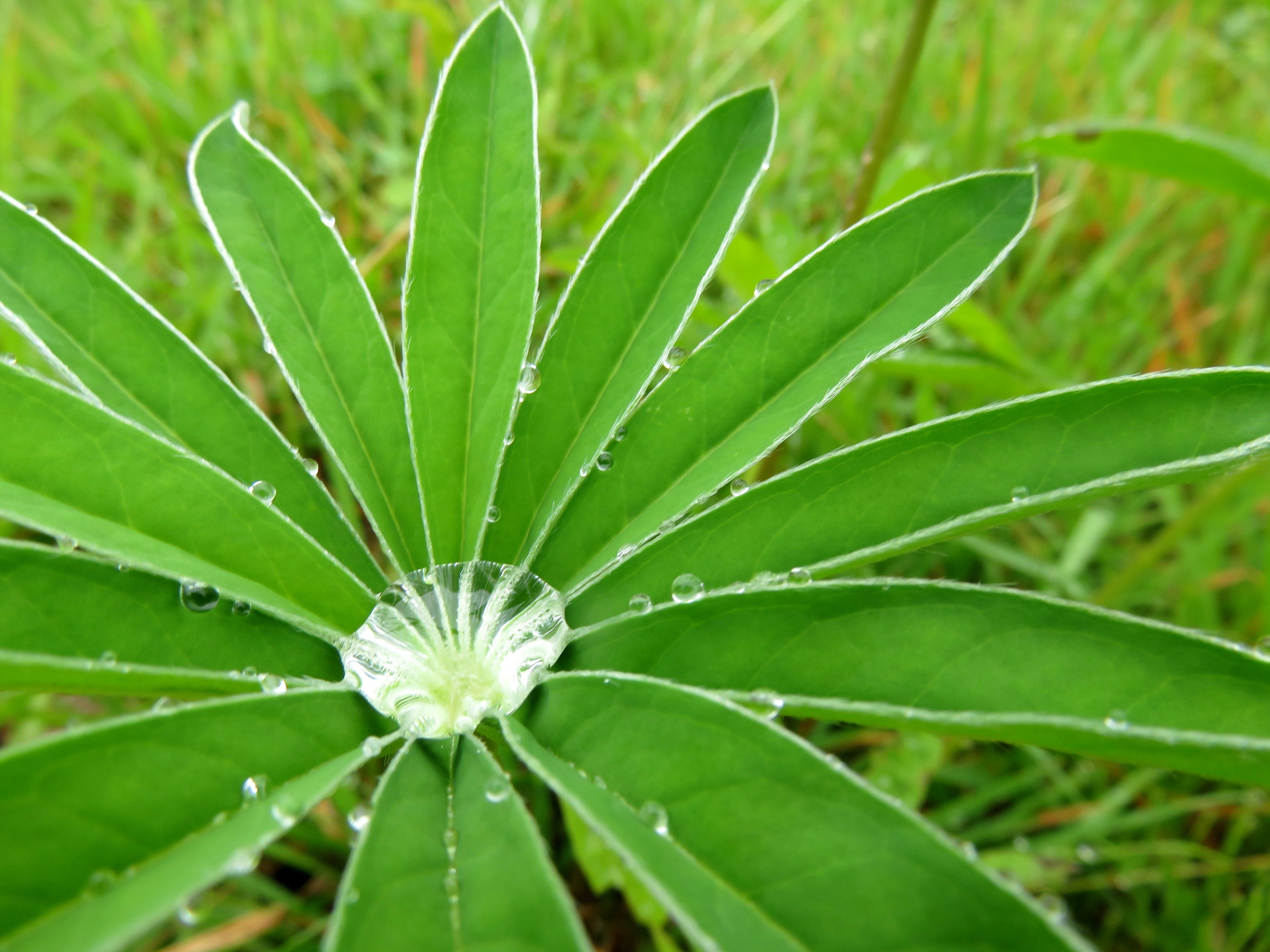 緑色の葉が放射状に広がる植物のクローズアップ水滴が葉の表面に付着している