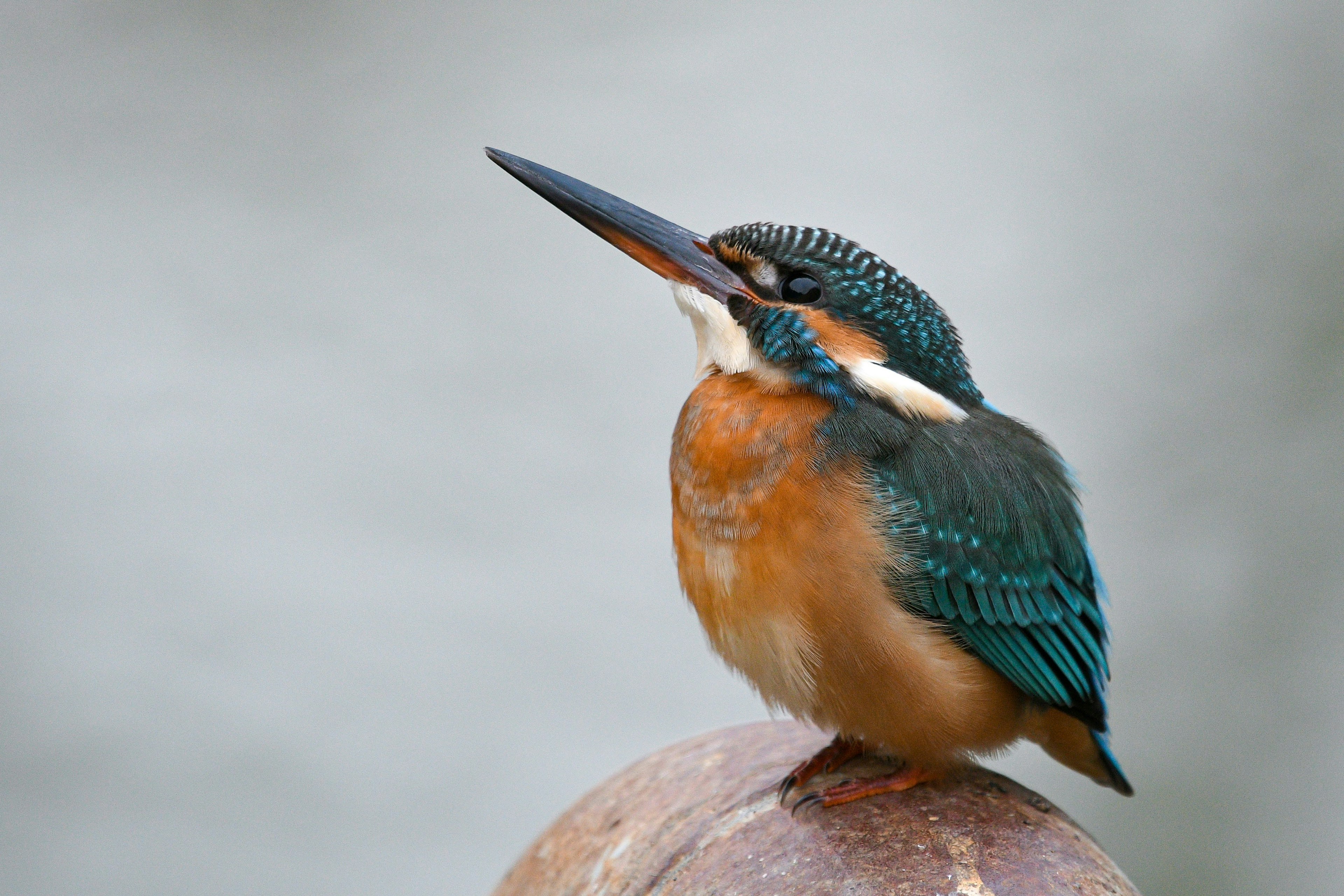 Un vibrante martin pescatore con piume blu e arancioni appollaiato su una pietra rotonda vicino all'acqua