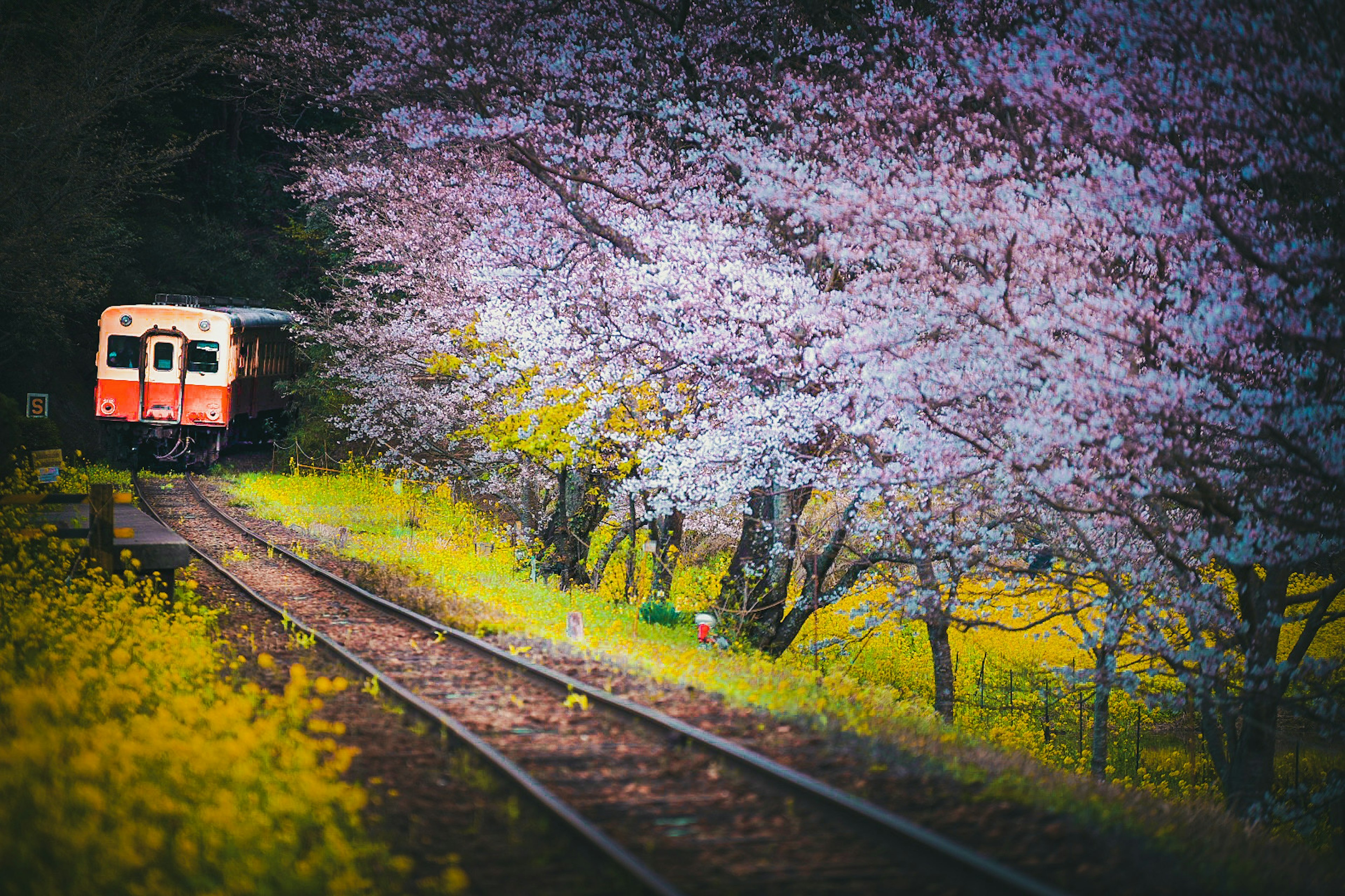 Treno che passa tra alberi di ciliegio lungo la ferrovia