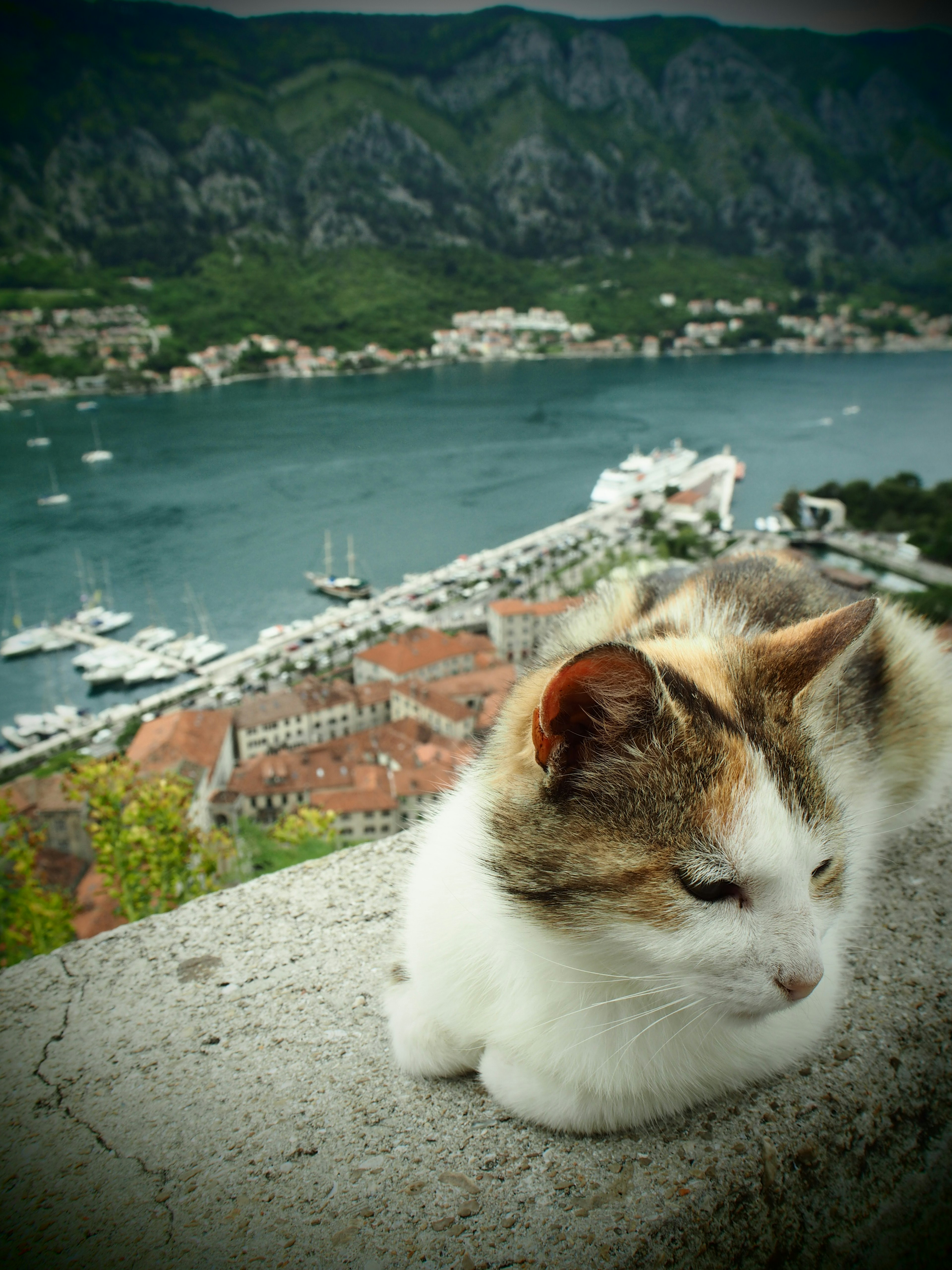 A cat resting on a stone ledge with a scenic view of a harbor and mountains