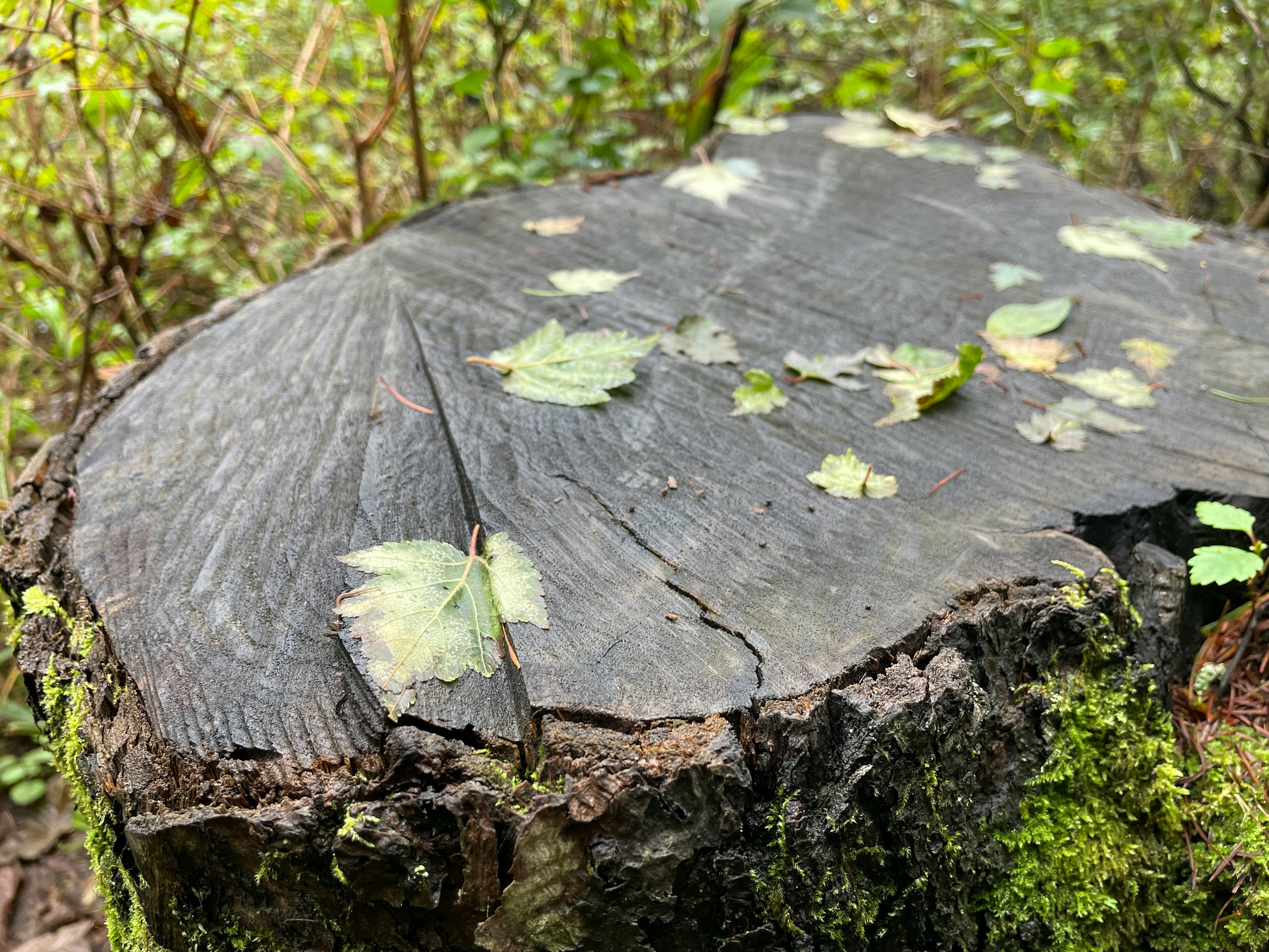 切り株の上に落ち葉が散らばっている緑豊かな森の景色