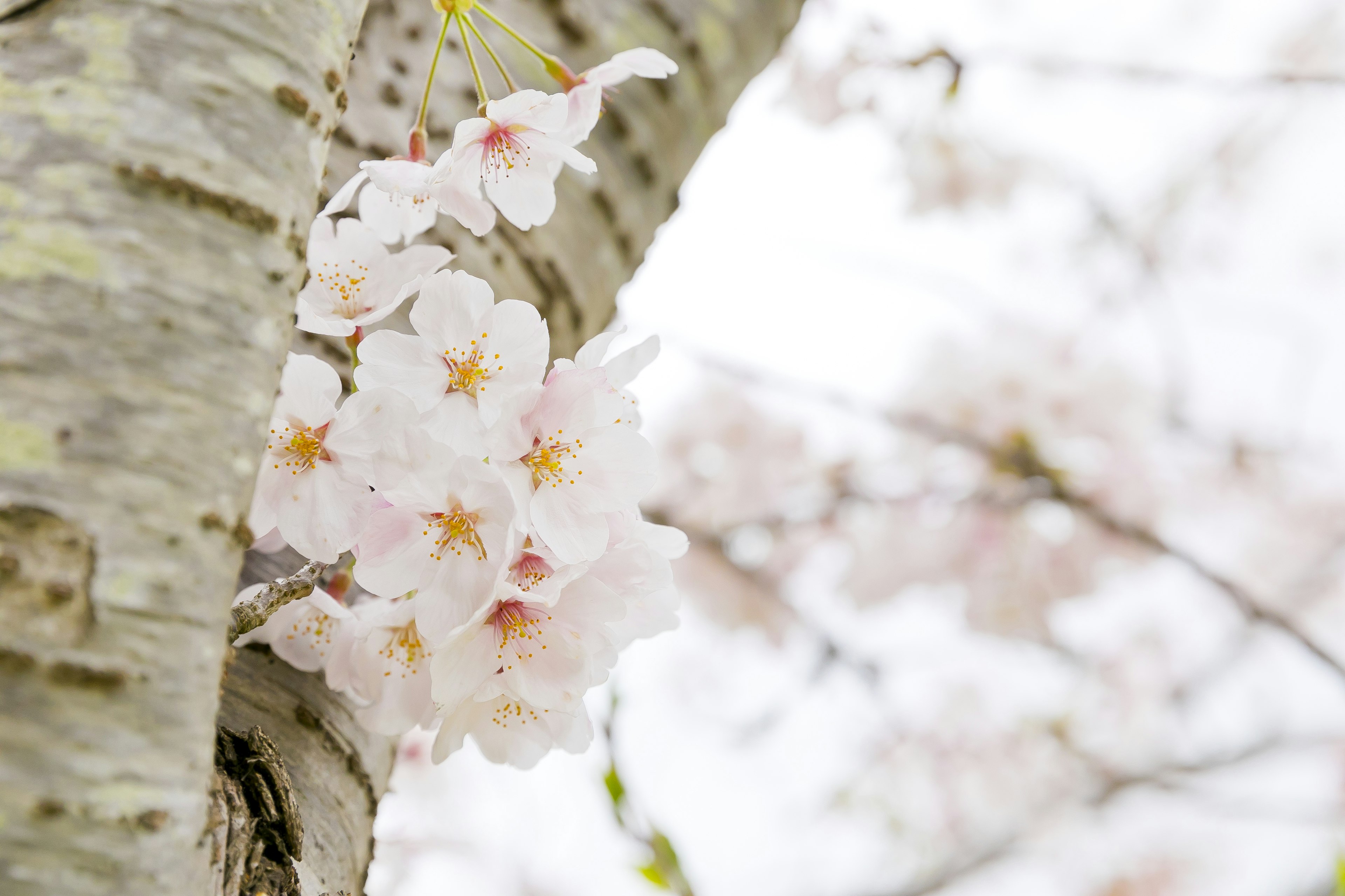 桜の花が木の幹に咲いている様子