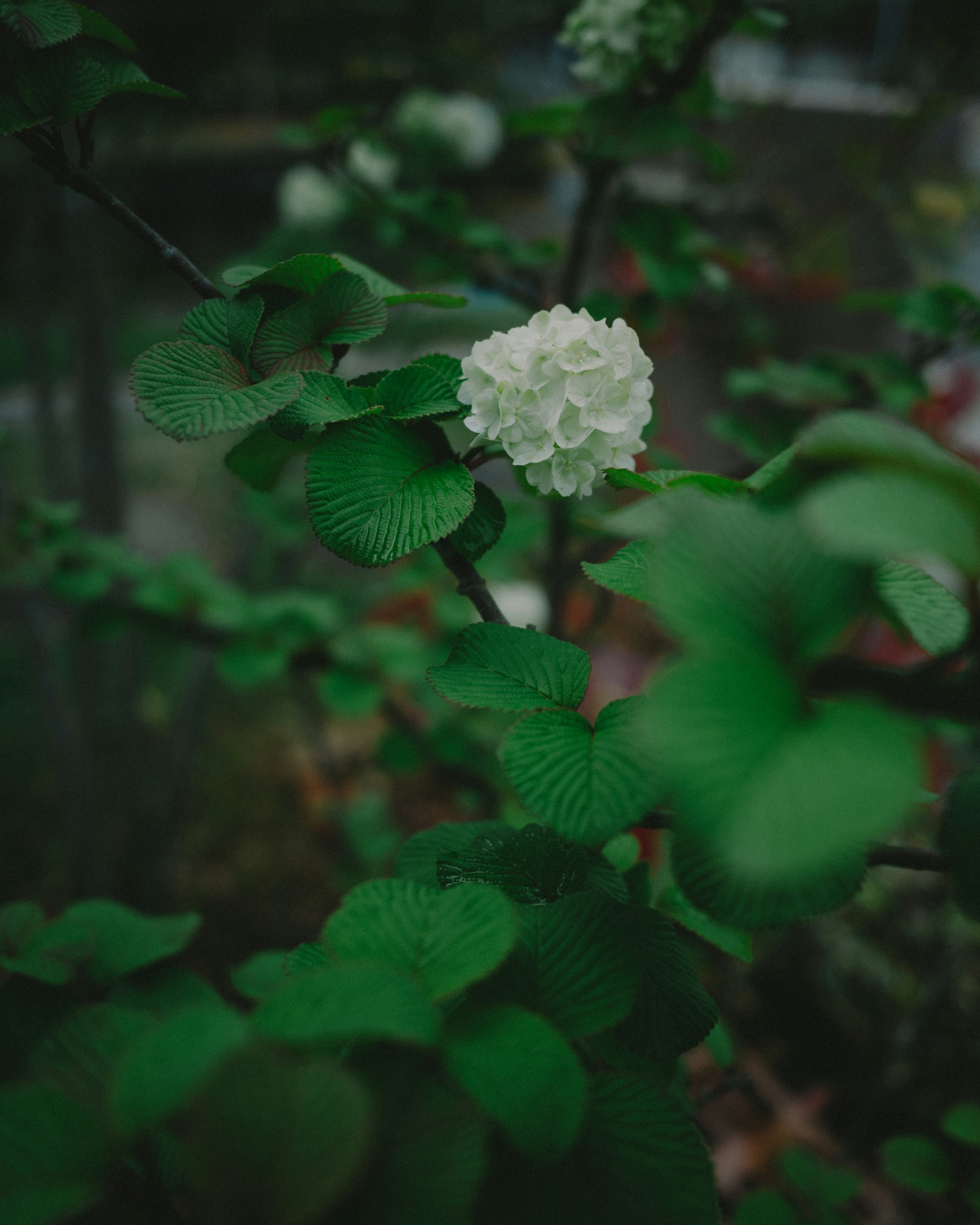 Primo piano di una pianta con foglie verdi e un fiore bianco