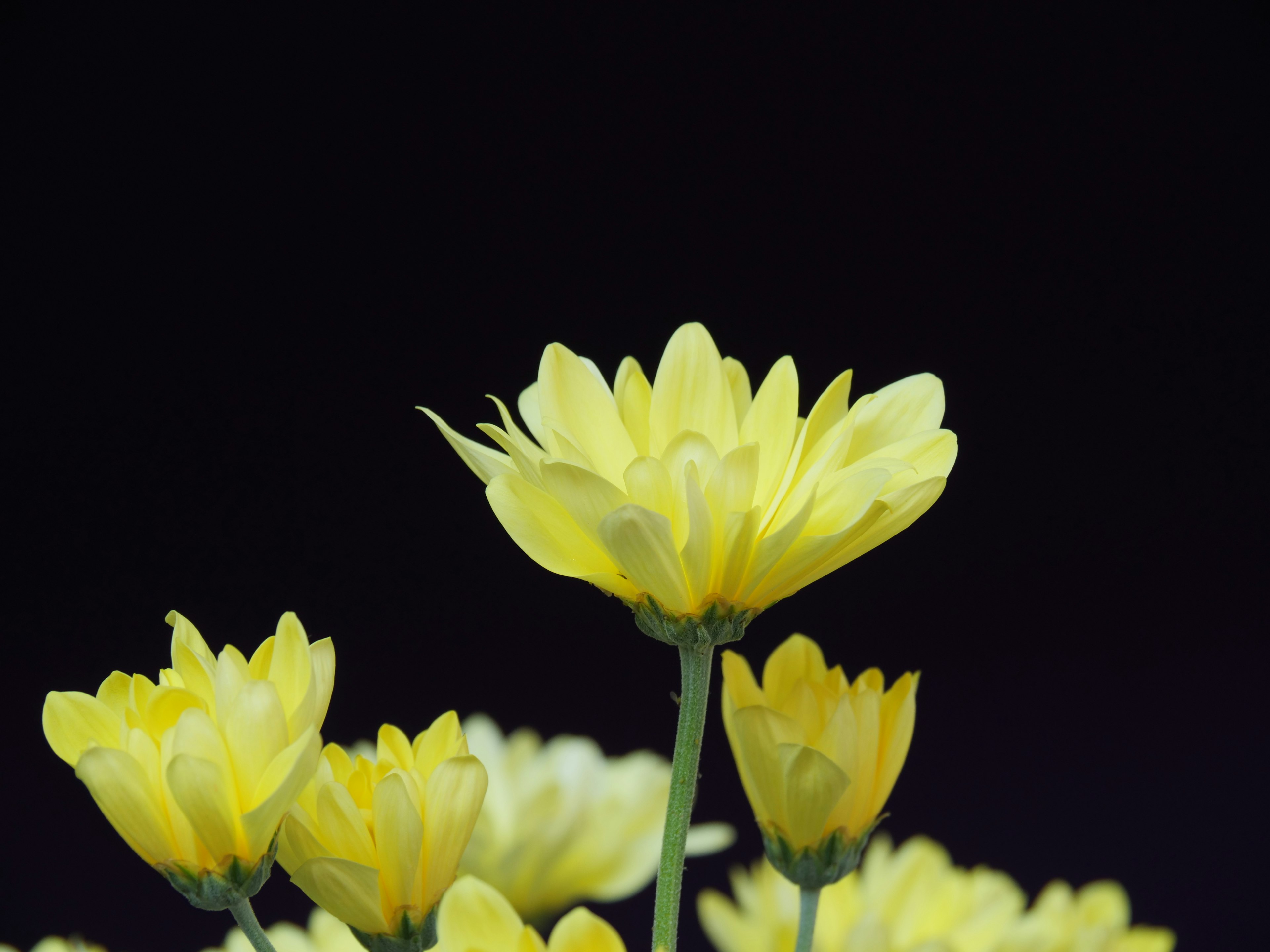 Gelbe Blumen blühen vor einem schwarzen Hintergrund