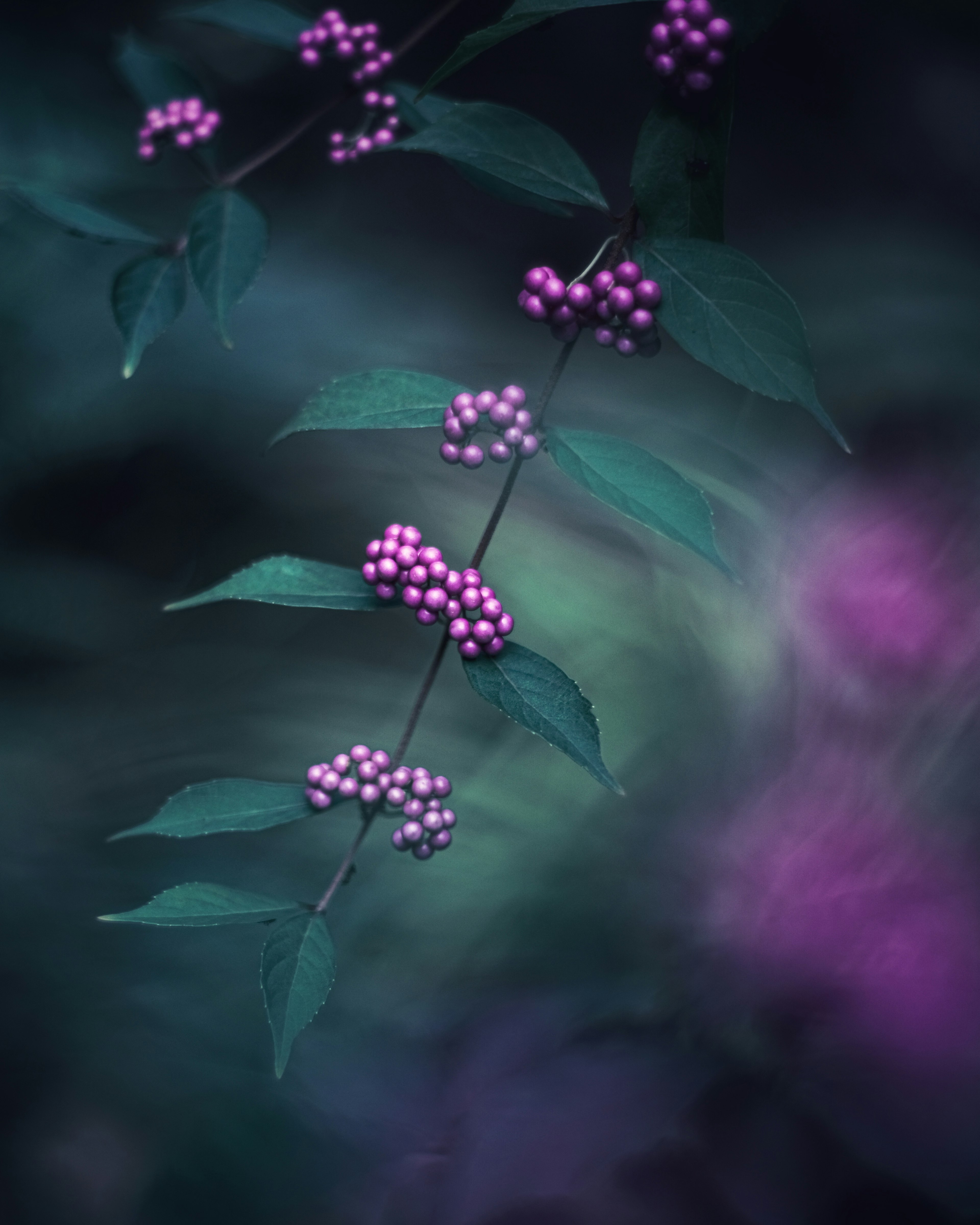 Branche d'une plante avec des baies violettes entourée de feuilles vertes