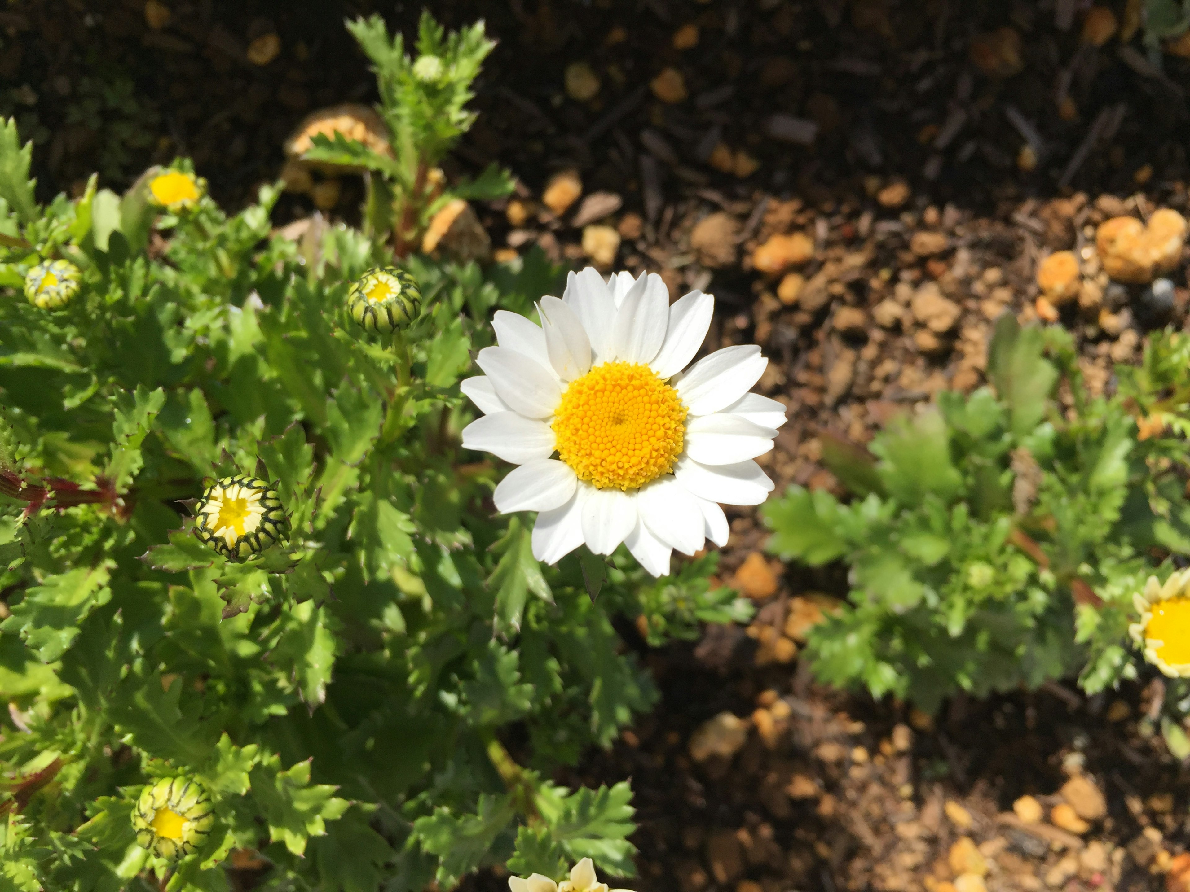 Bunga daisy dengan kelopak putih dan pusat kuning dikelilingi daun hijau