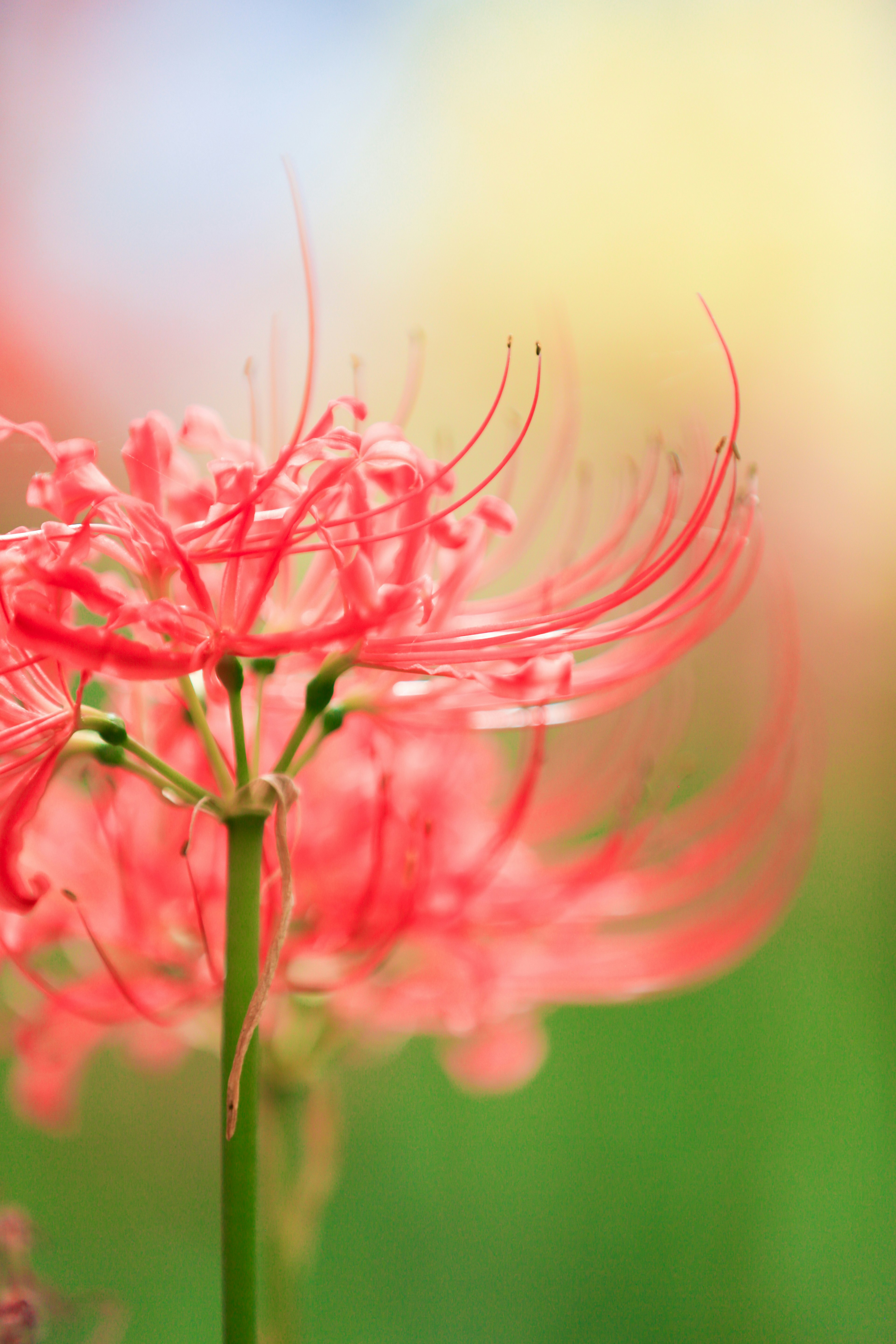 ภาพใกล้ชิดของดอกไม้สีแดงสดกับพื้นหลังสีเขียวเบลอและสีอ่อน