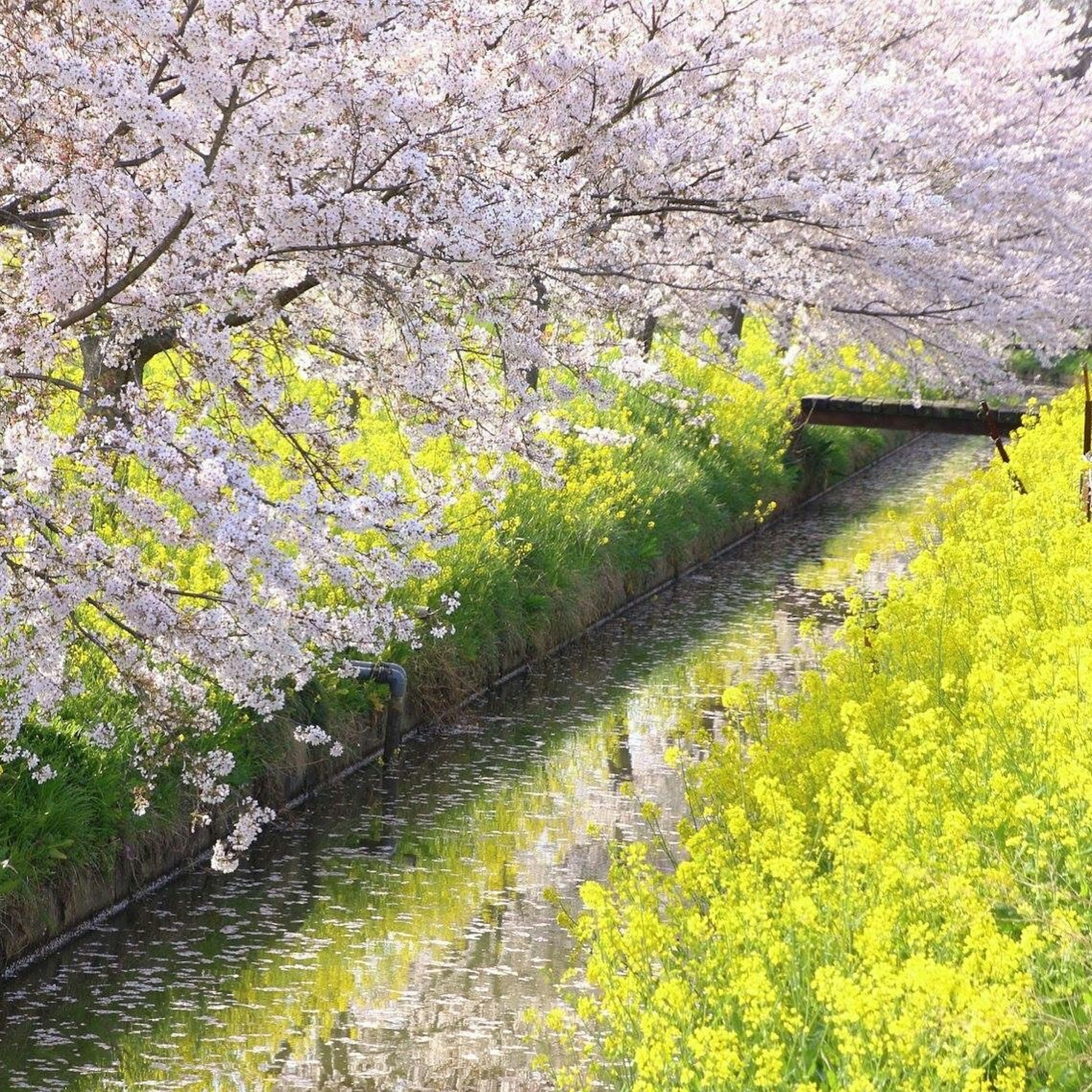 桜と菜の花が美しく咲く小川の風景