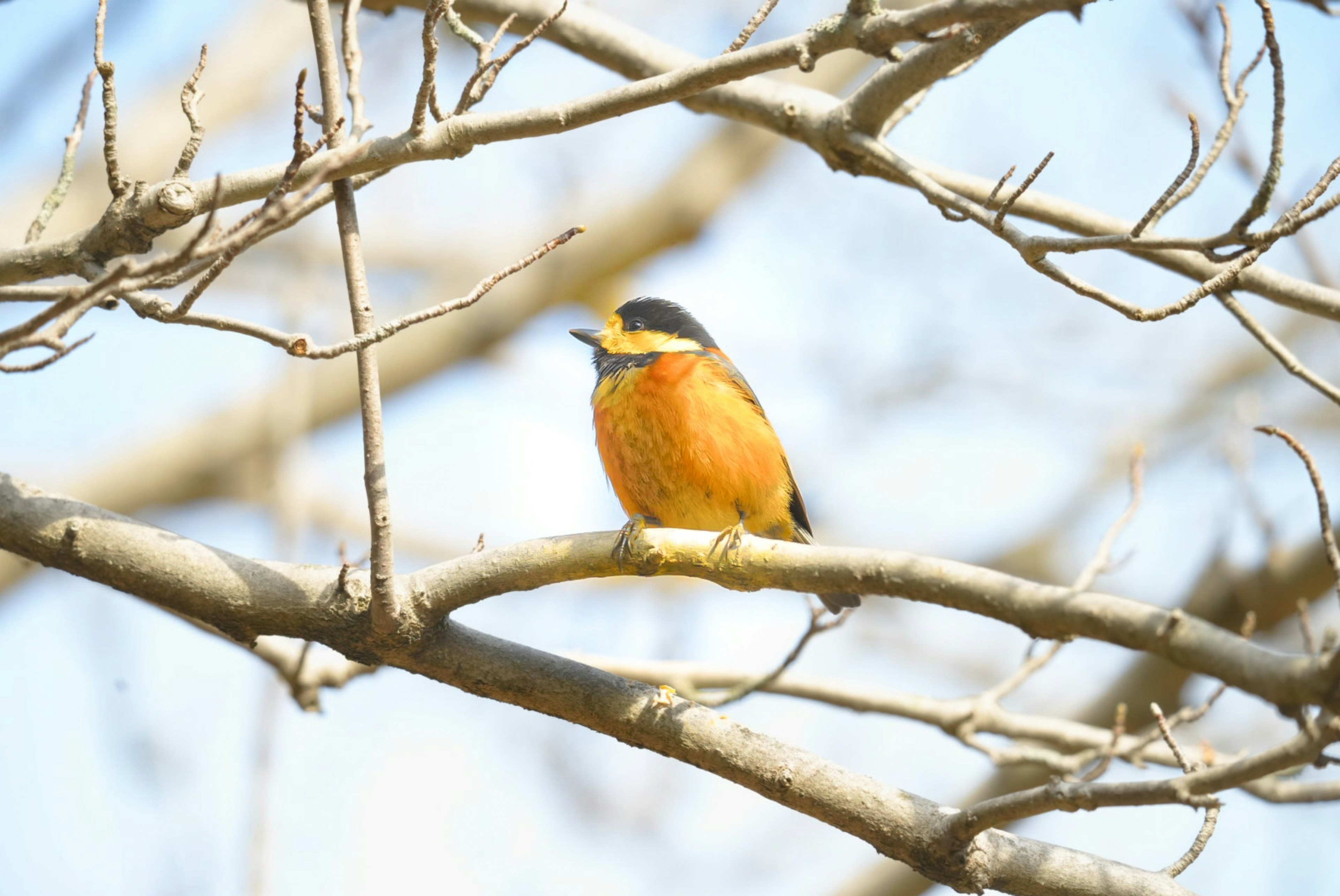 枝に止まるオレンジ色の鳥