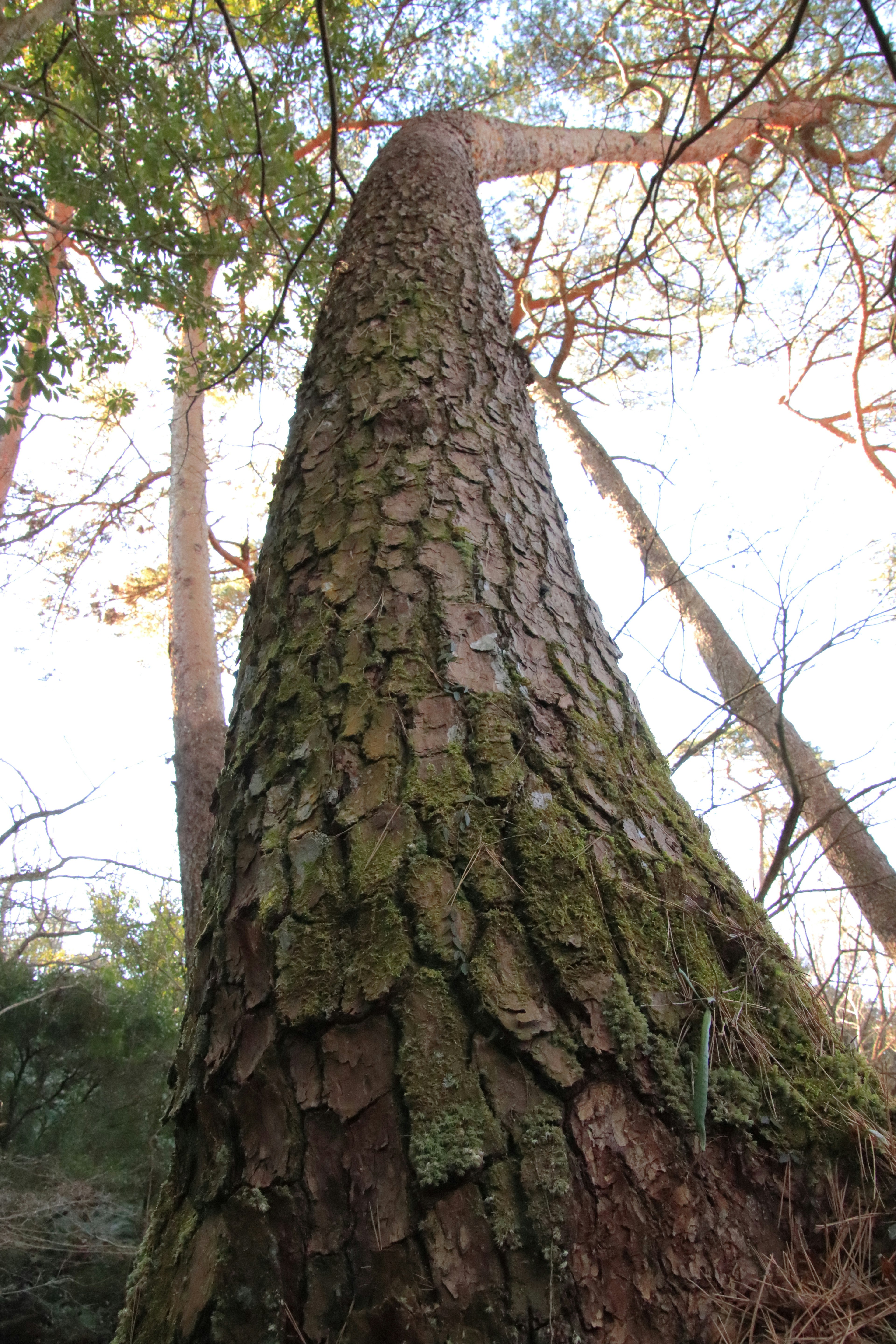 Árbol alto visto desde abajo mostrando la corteza texturizada