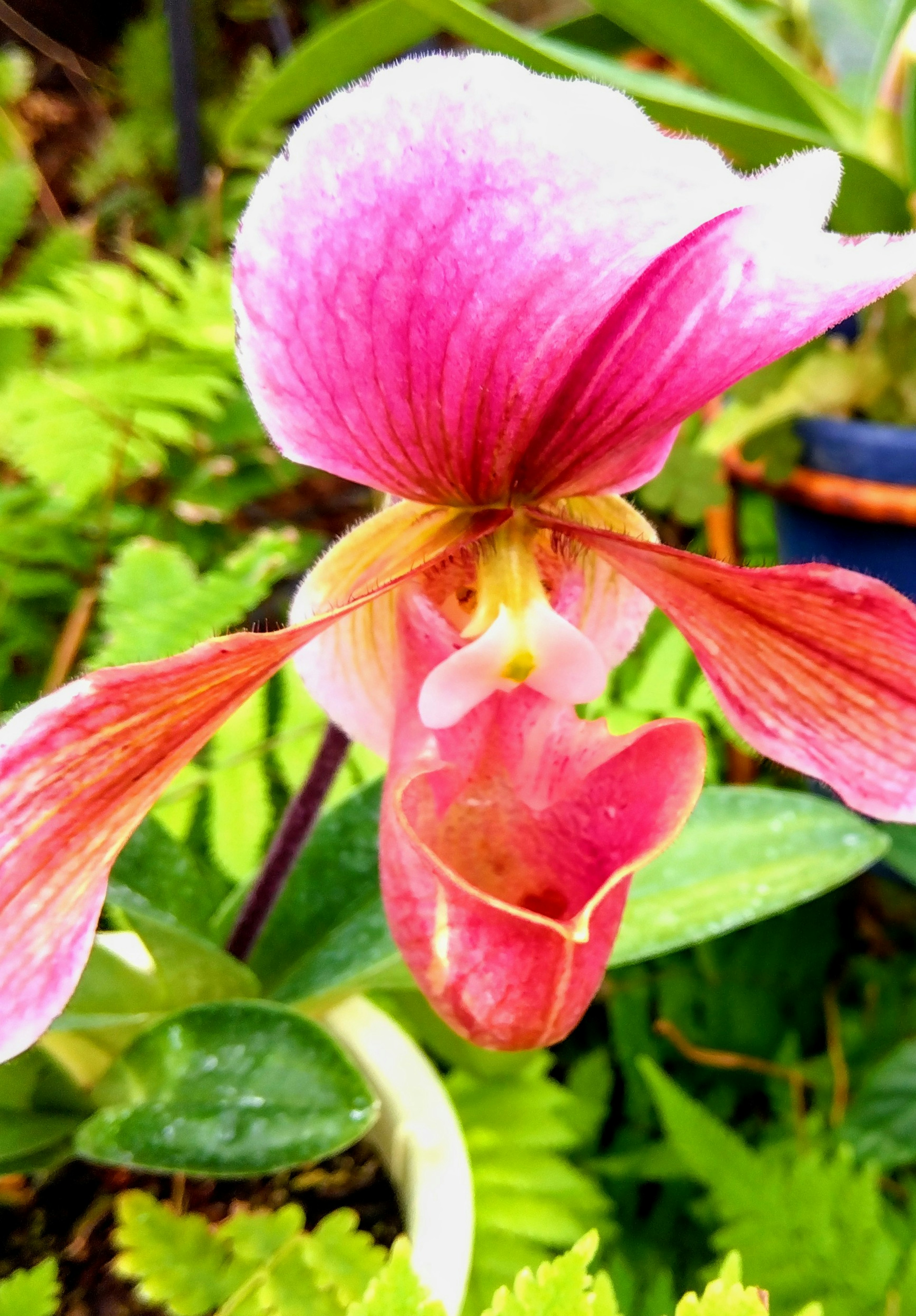 Schöne rosa Orchideenblüte mit grünem Laub im Hintergrund