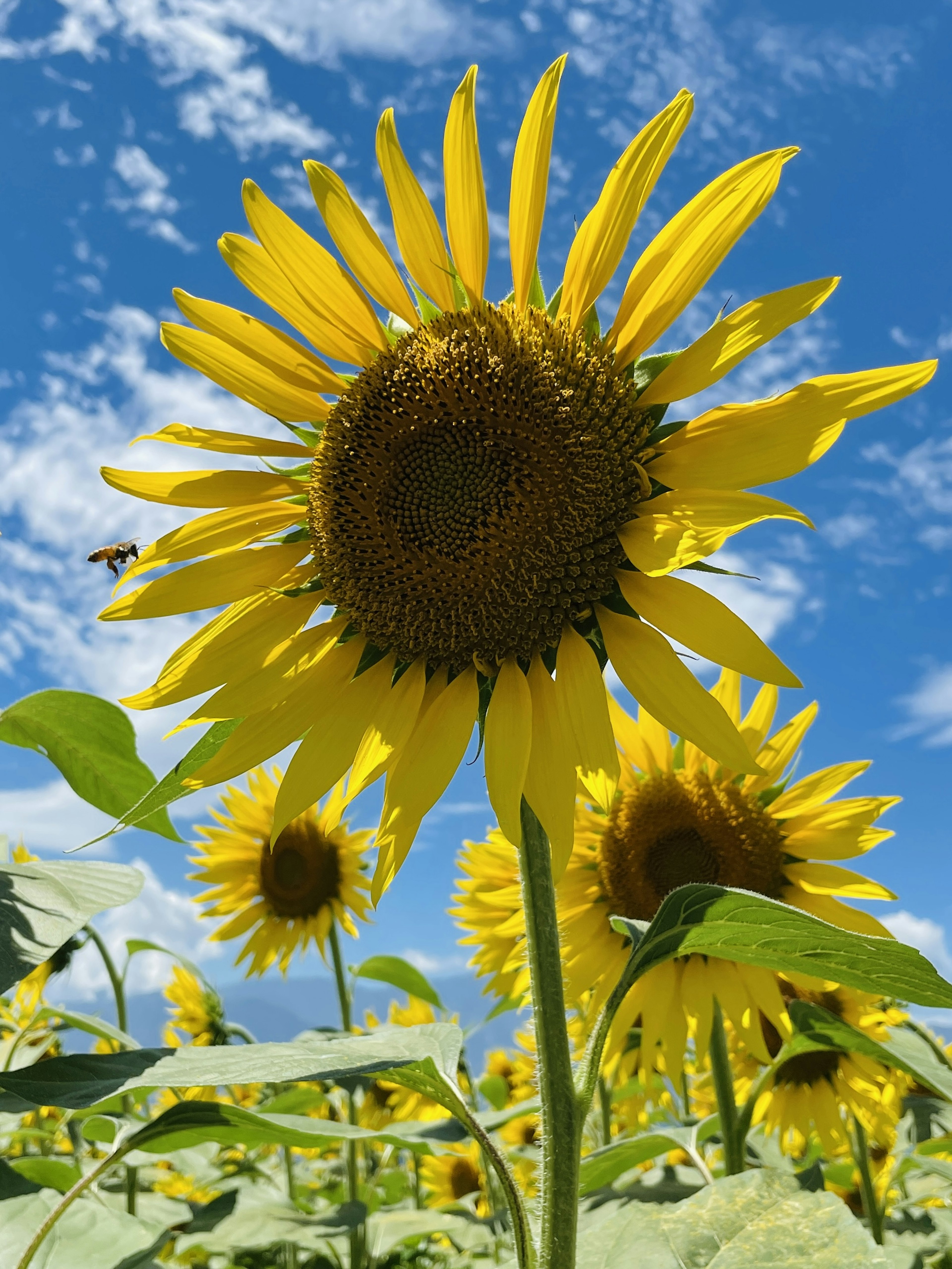 Vibrant sunflowers in a field under a blue sky