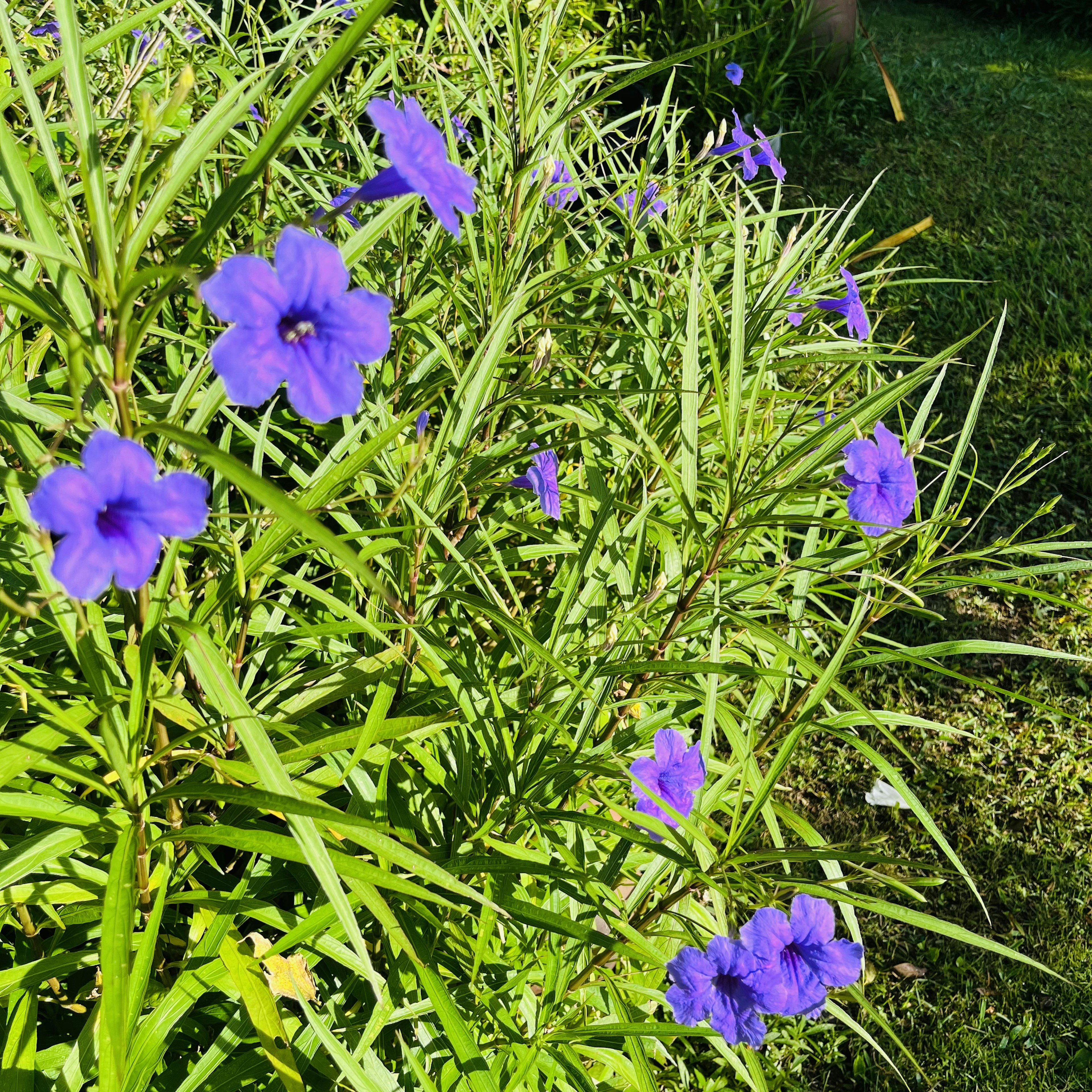 緑の葉の中に咲く紫色の花々