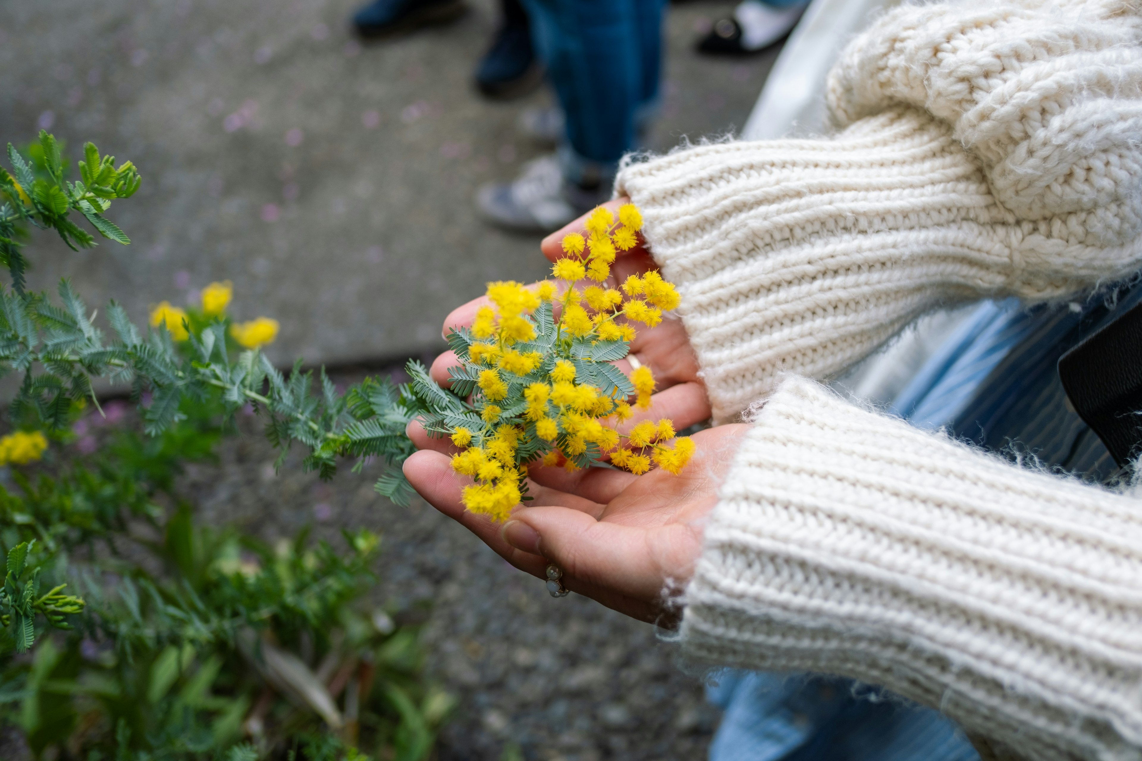 Mains tenant des fleurs jaunes avec un pull douillet