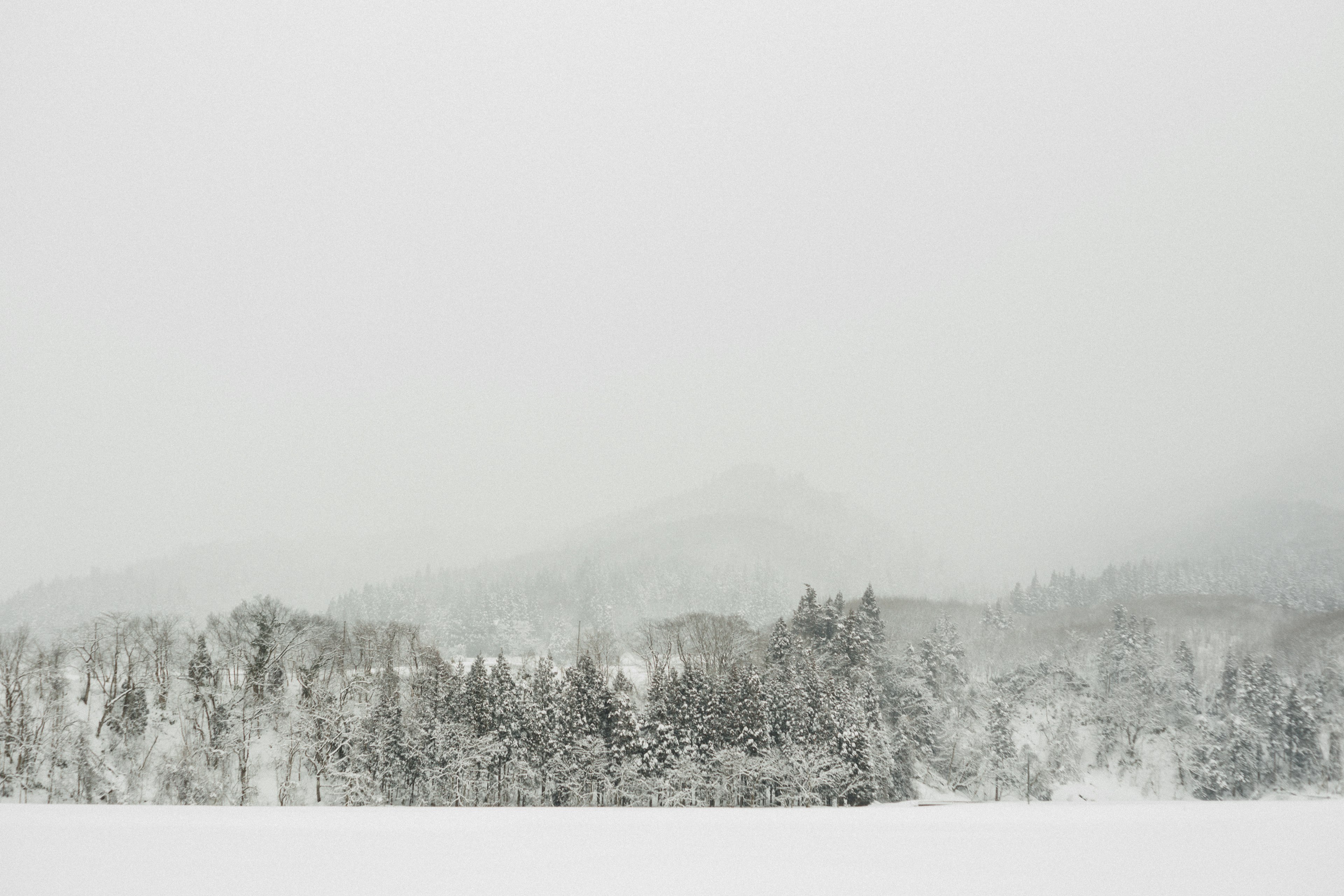 Snow-covered forest and mountains landscape