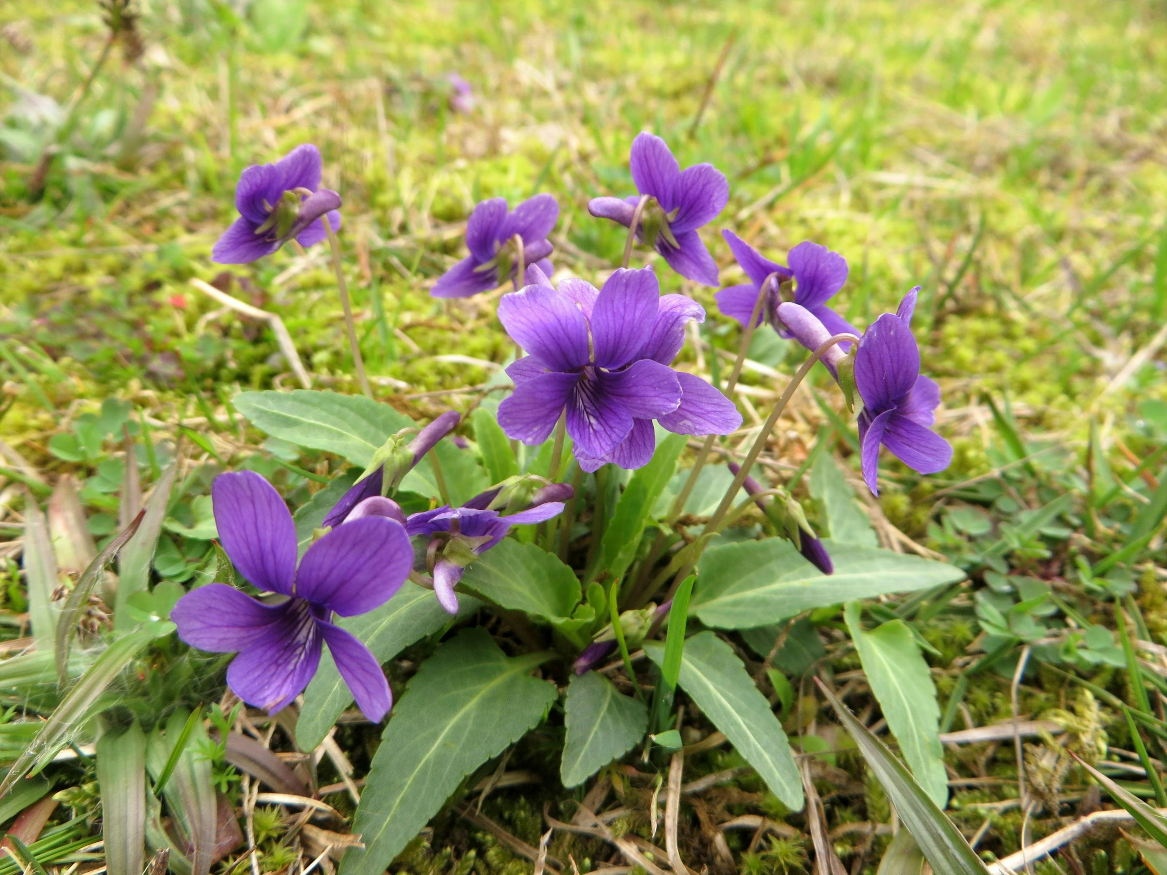 鮮やかな紫色のスミレの花が緑の草の中に咲いている