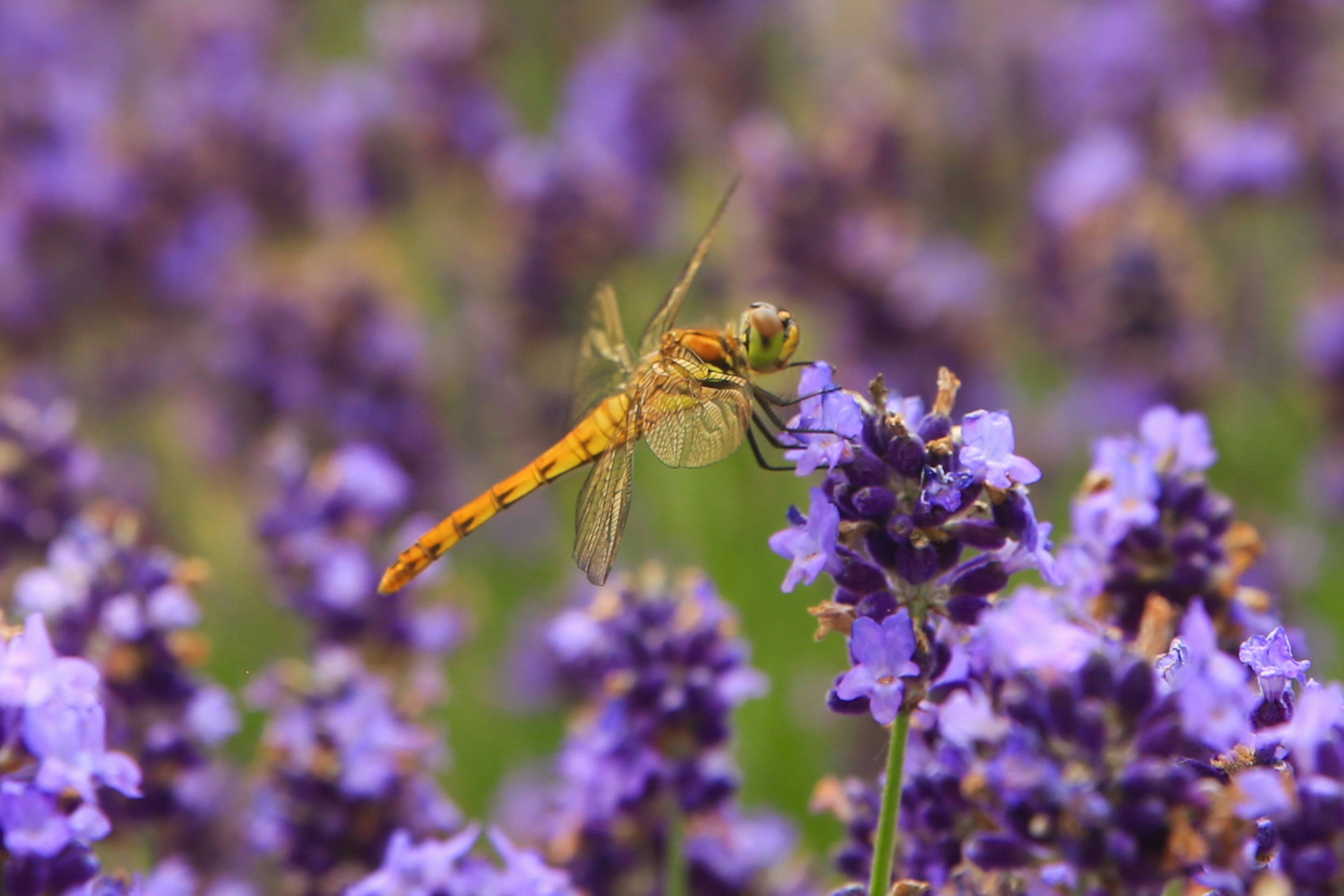 Eine orangefarbene Libelle sitzt auf Lavendelblüten