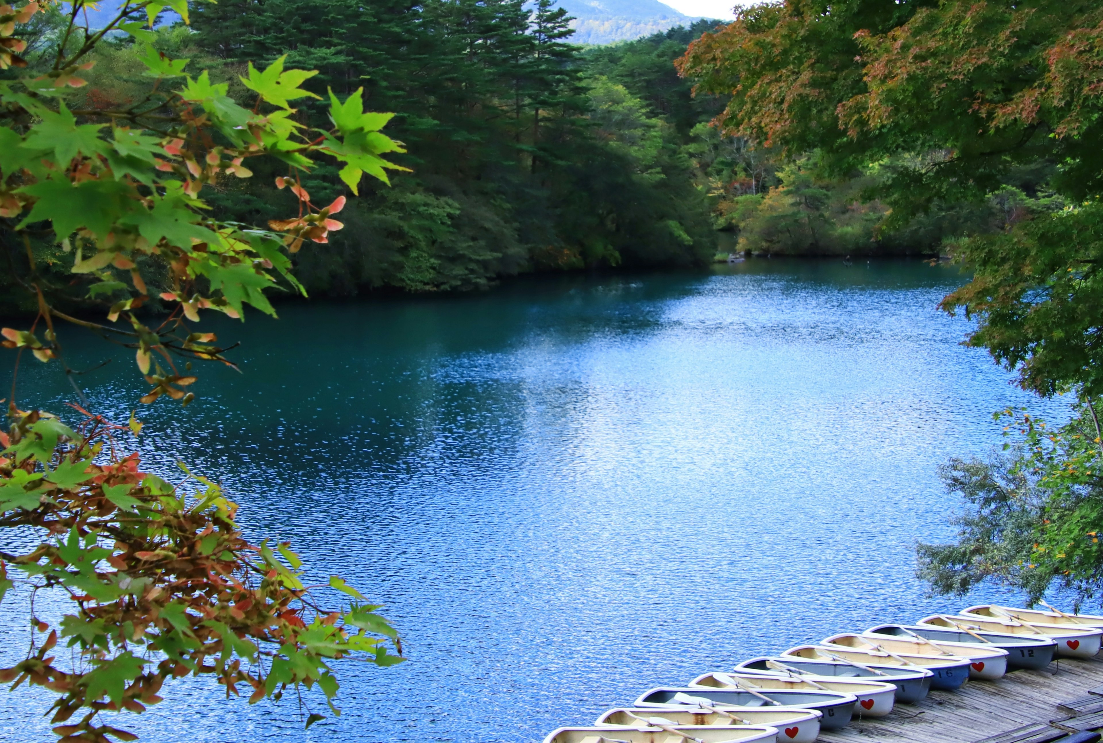 宁静的蓝色湖泊，四周环绕着绿色树木的风景