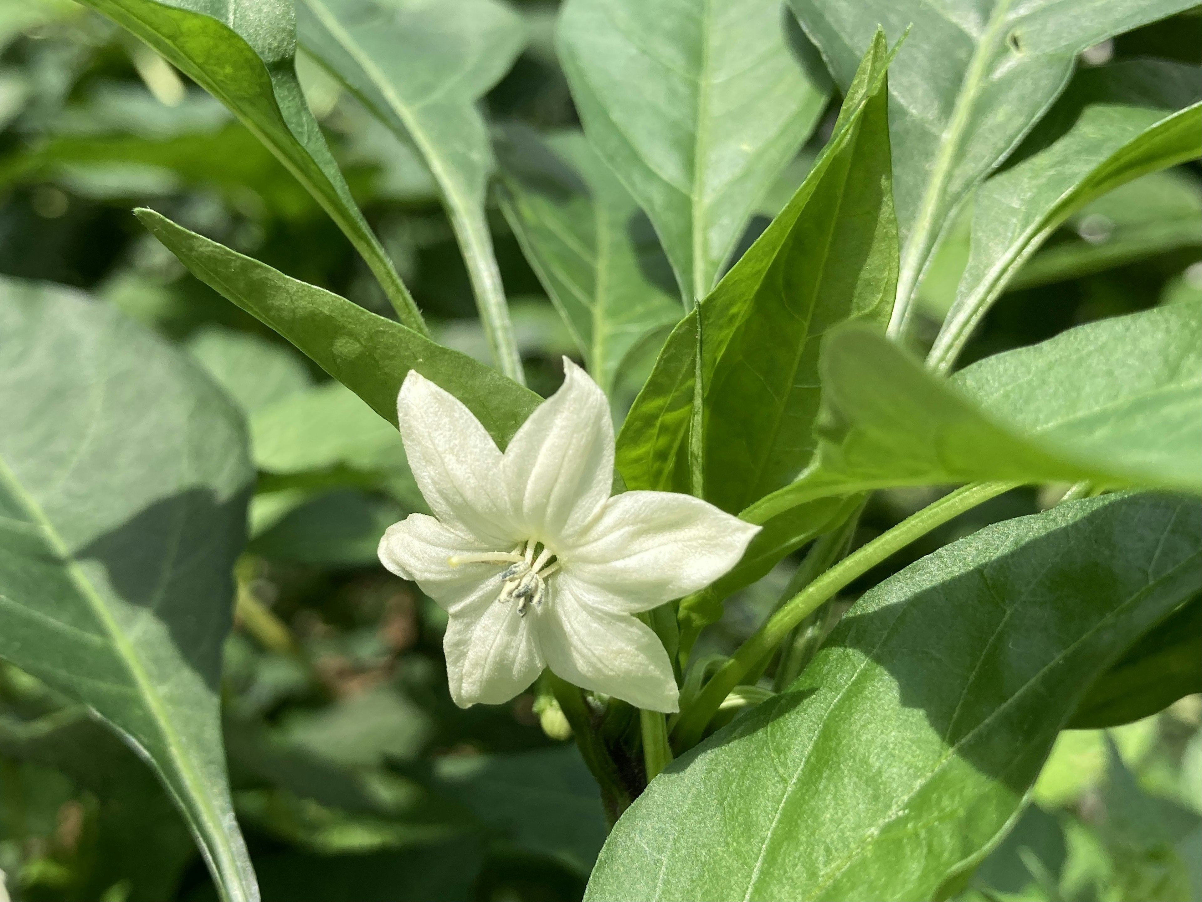 Nahaufnahme einer Pflanze mit weißer Blüte und grünen Blättern