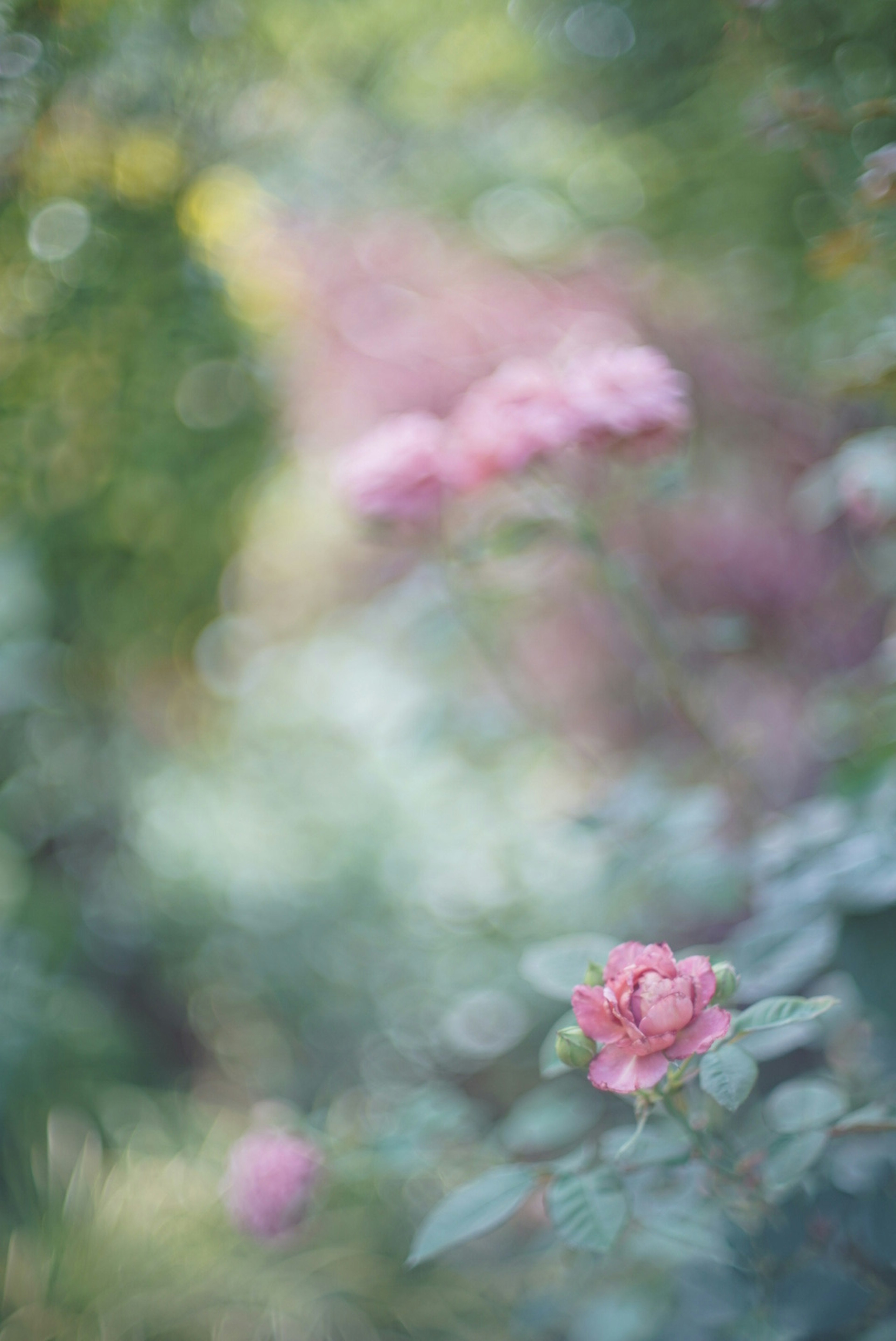 ぼやけた背景にピンクのバラの花が咲いている美しい庭の風景