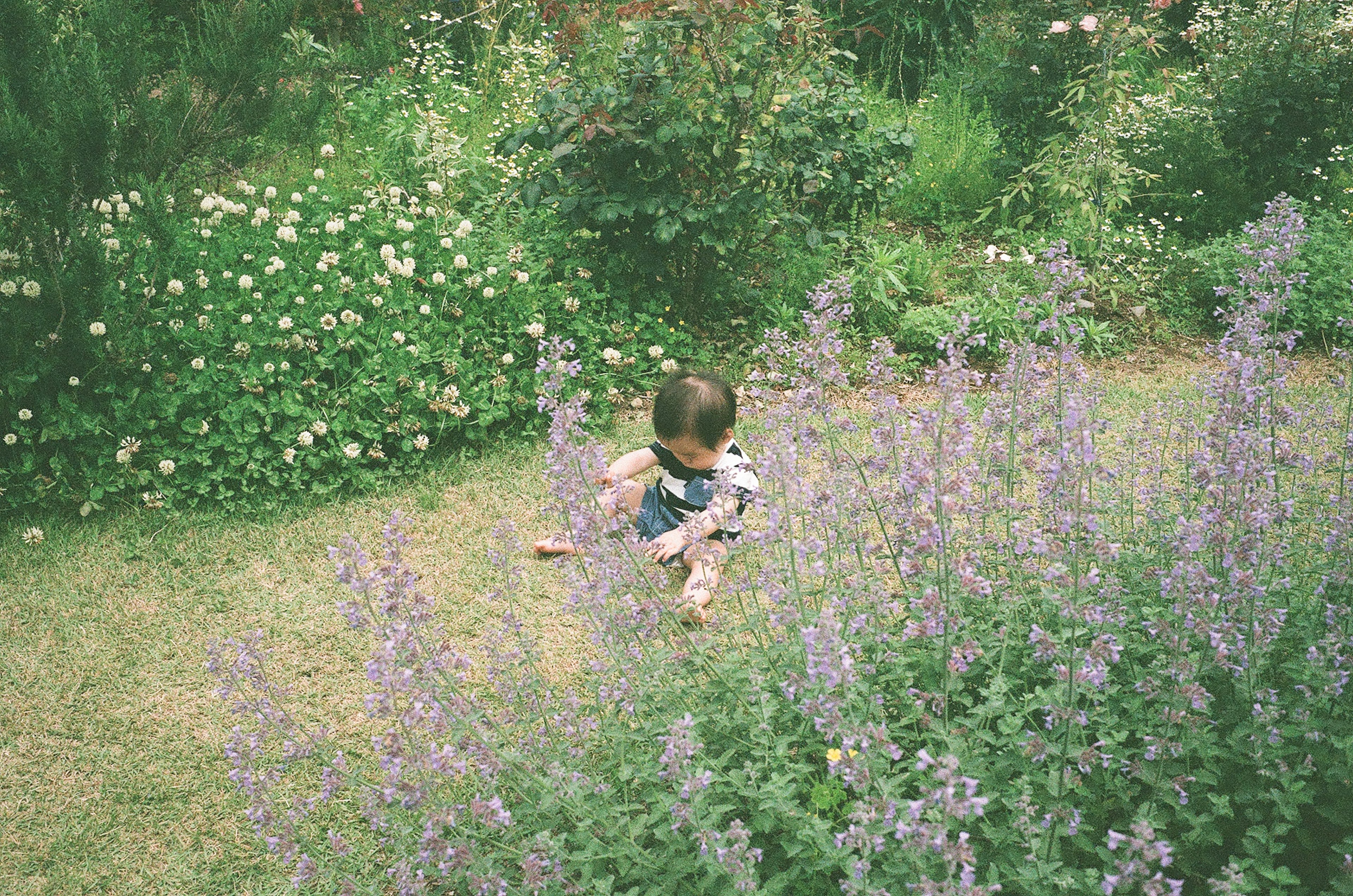 子供が花の中を歩いている緑豊かな庭