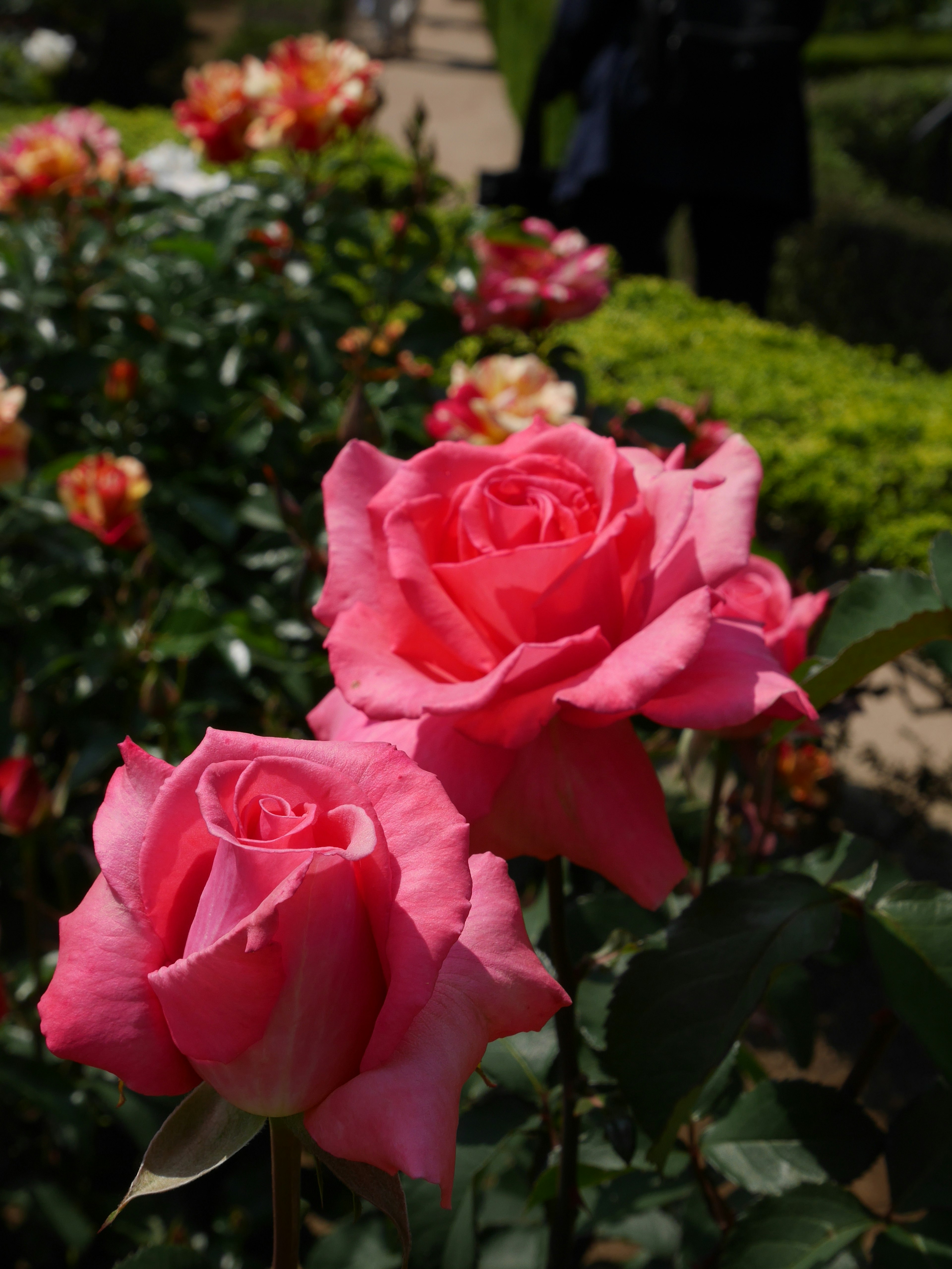 Gros plan de roses roses éclatantes dans un jardin