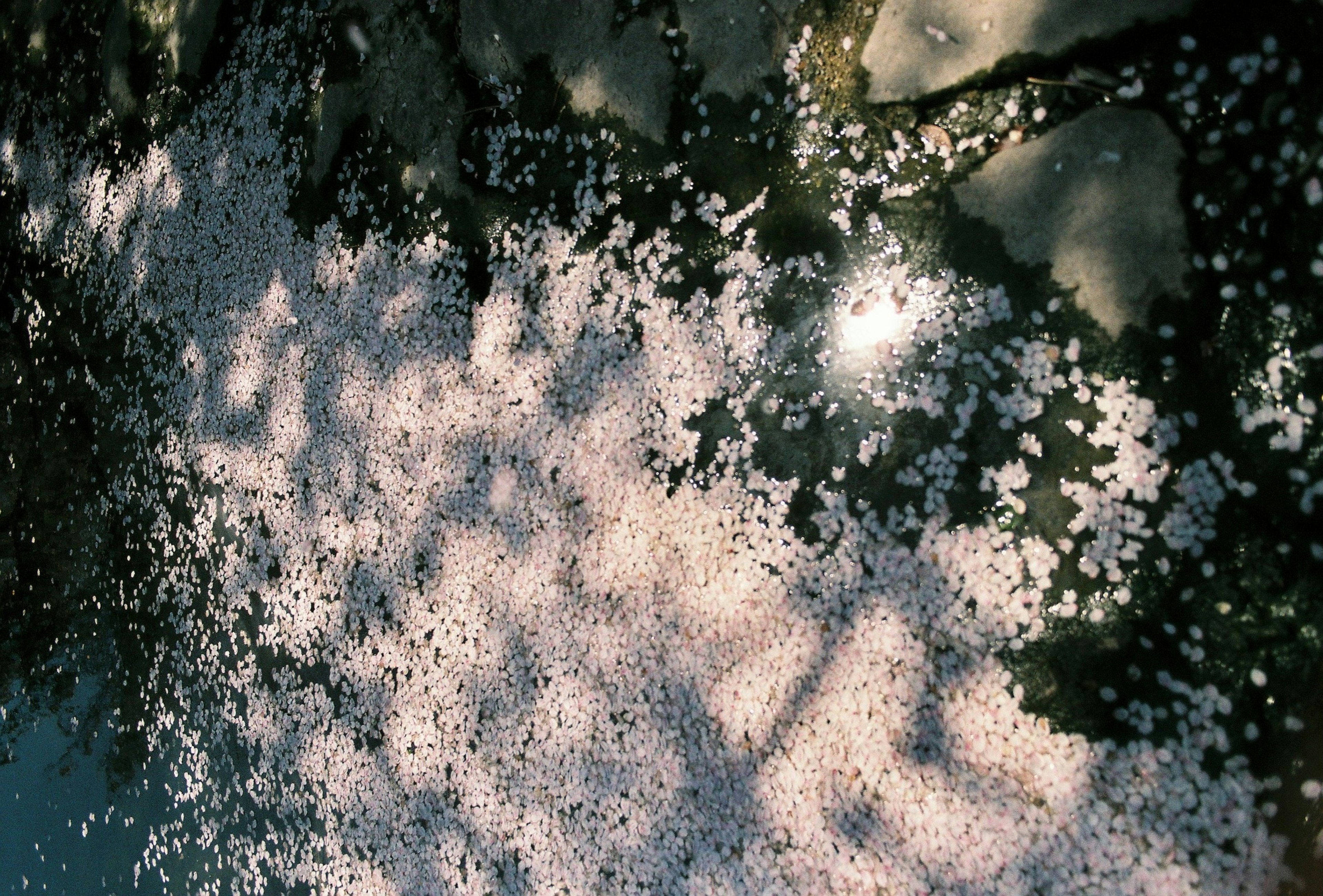 Cherry blossom petals floating on water with shadow patterns