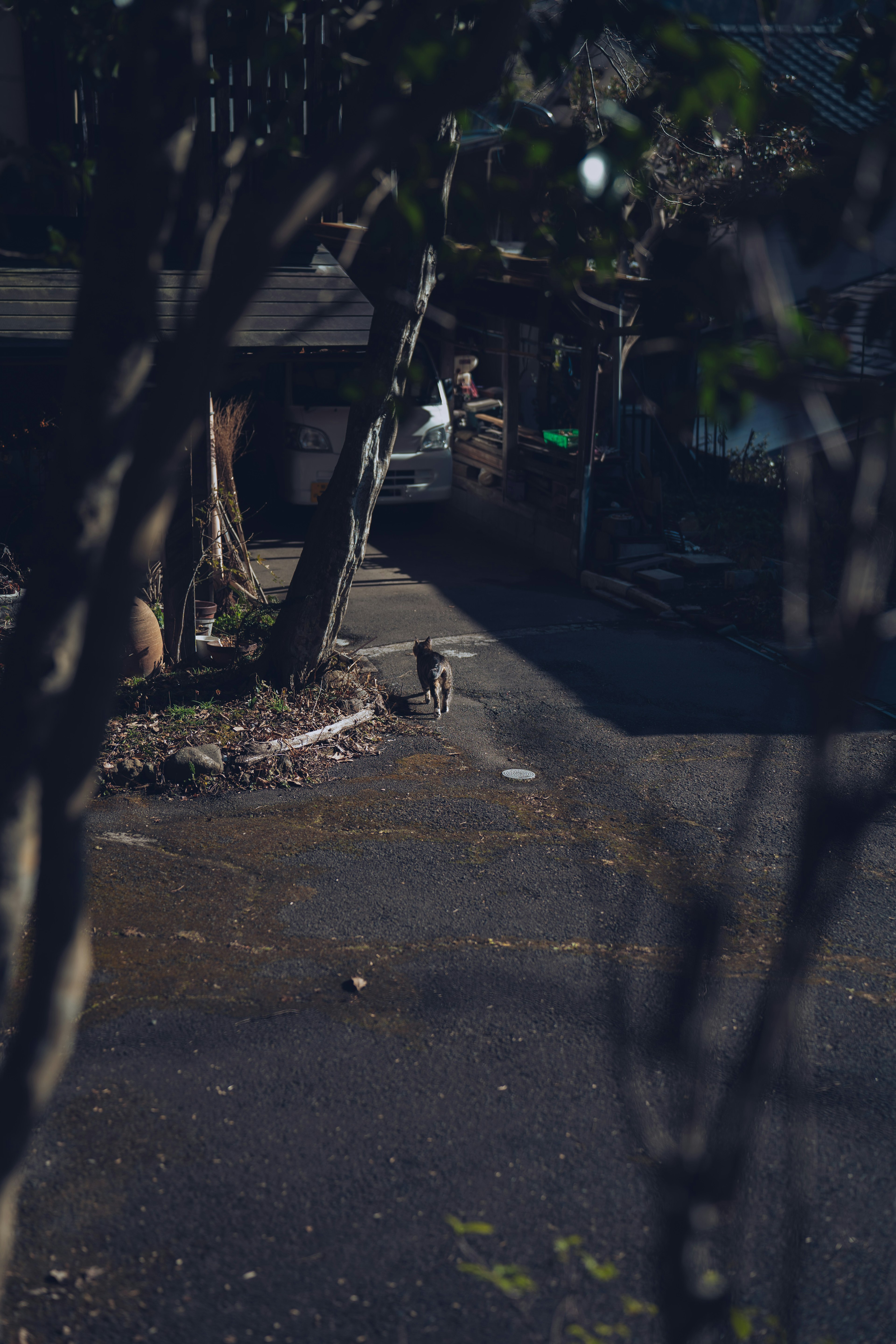 Una strada tranquilla con un sentiero e un cane seduto visibile tra gli alberi