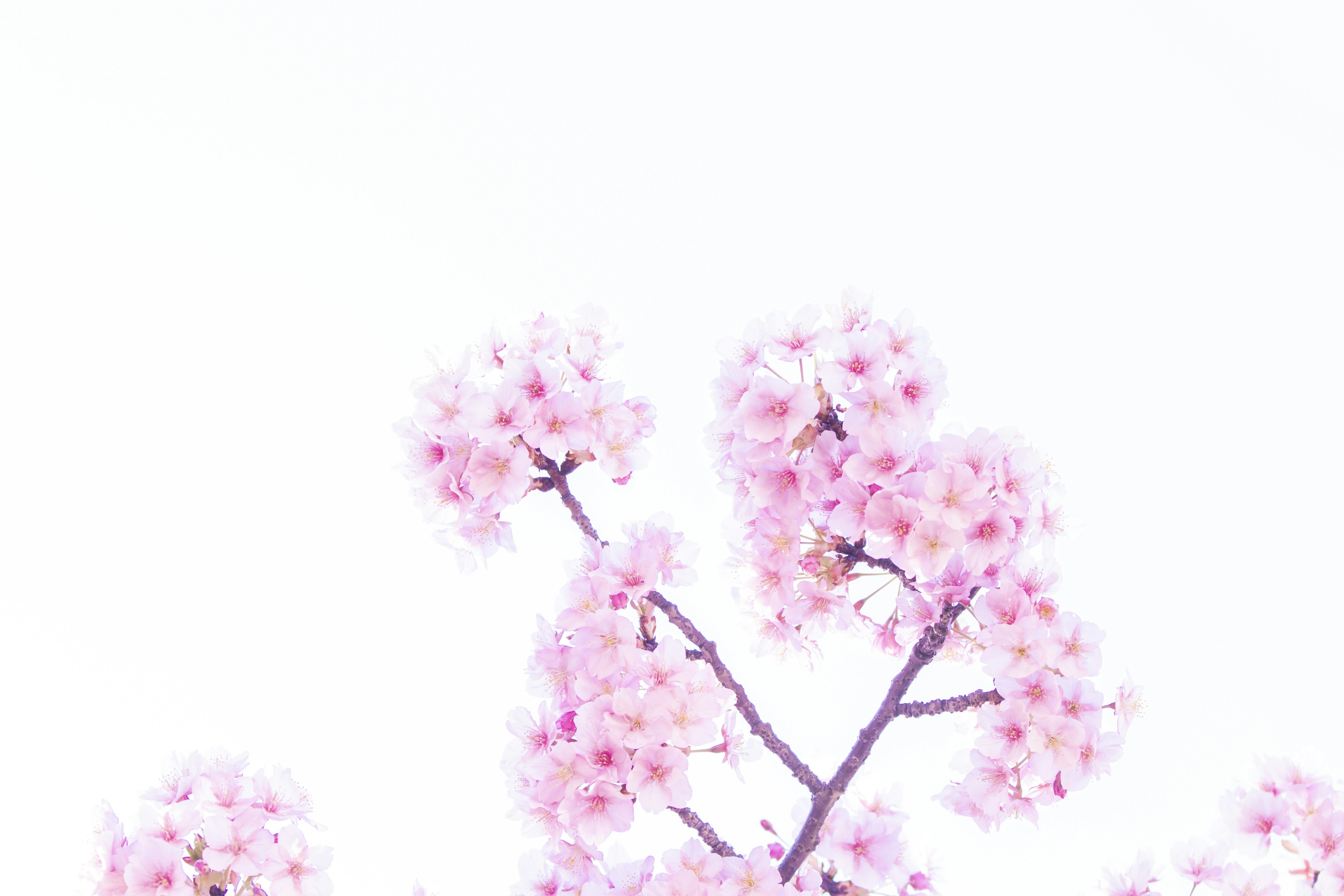 桜の花が咲いている枝の画像