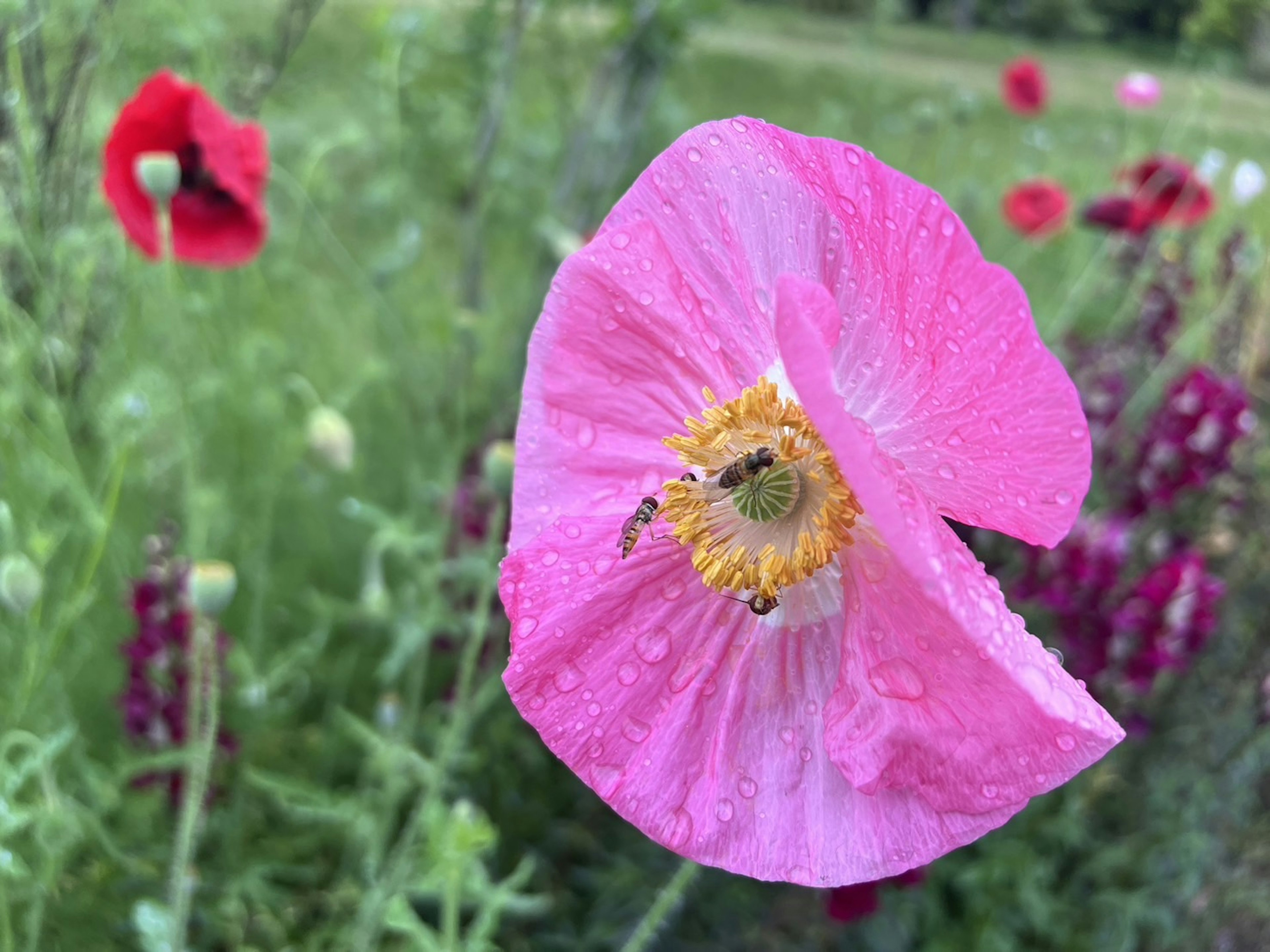 鮮やかなピンクのポピーの花と緑の背景の風景