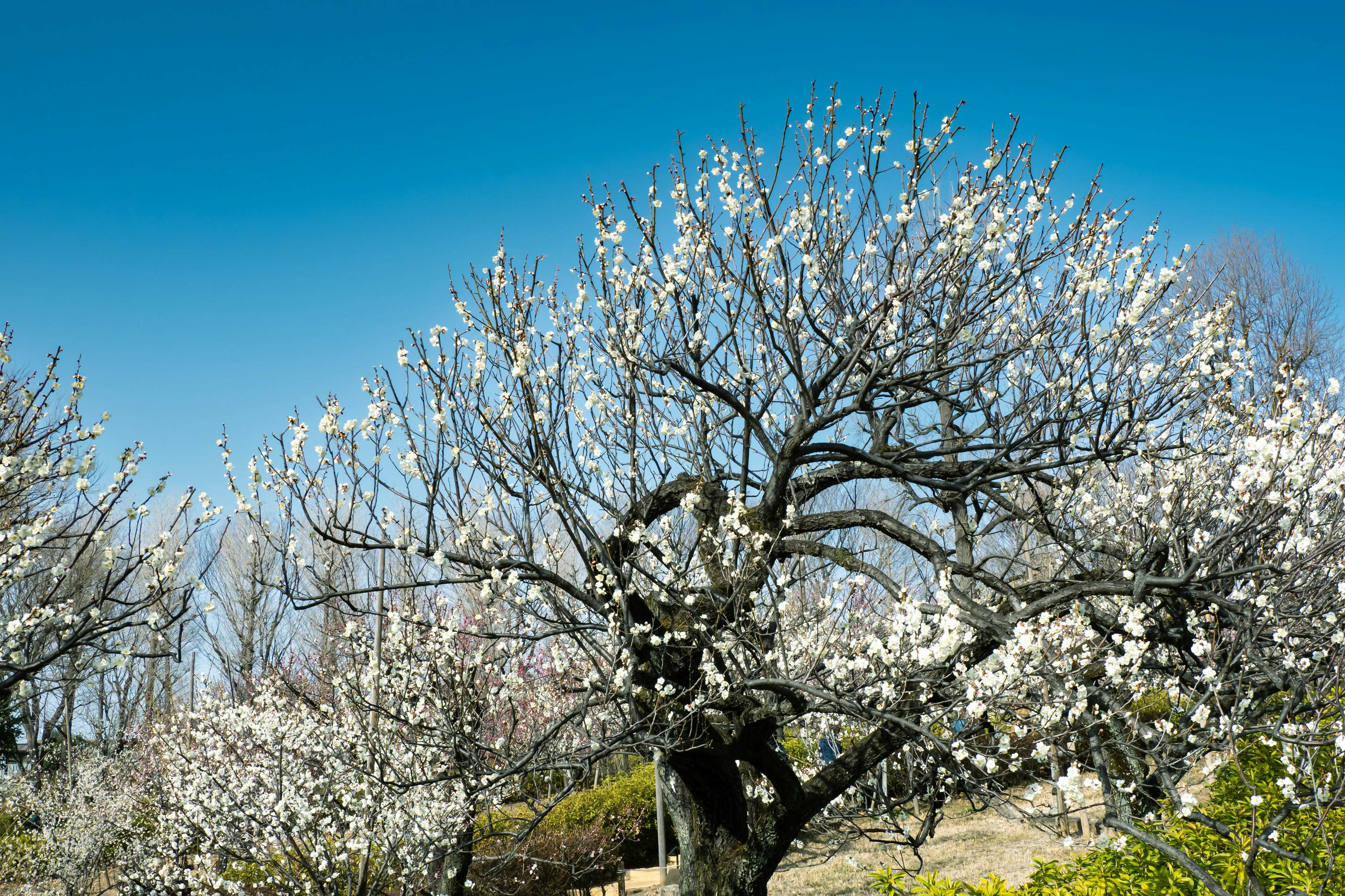 Tree in full bloom with white flowers against a clear blue sky