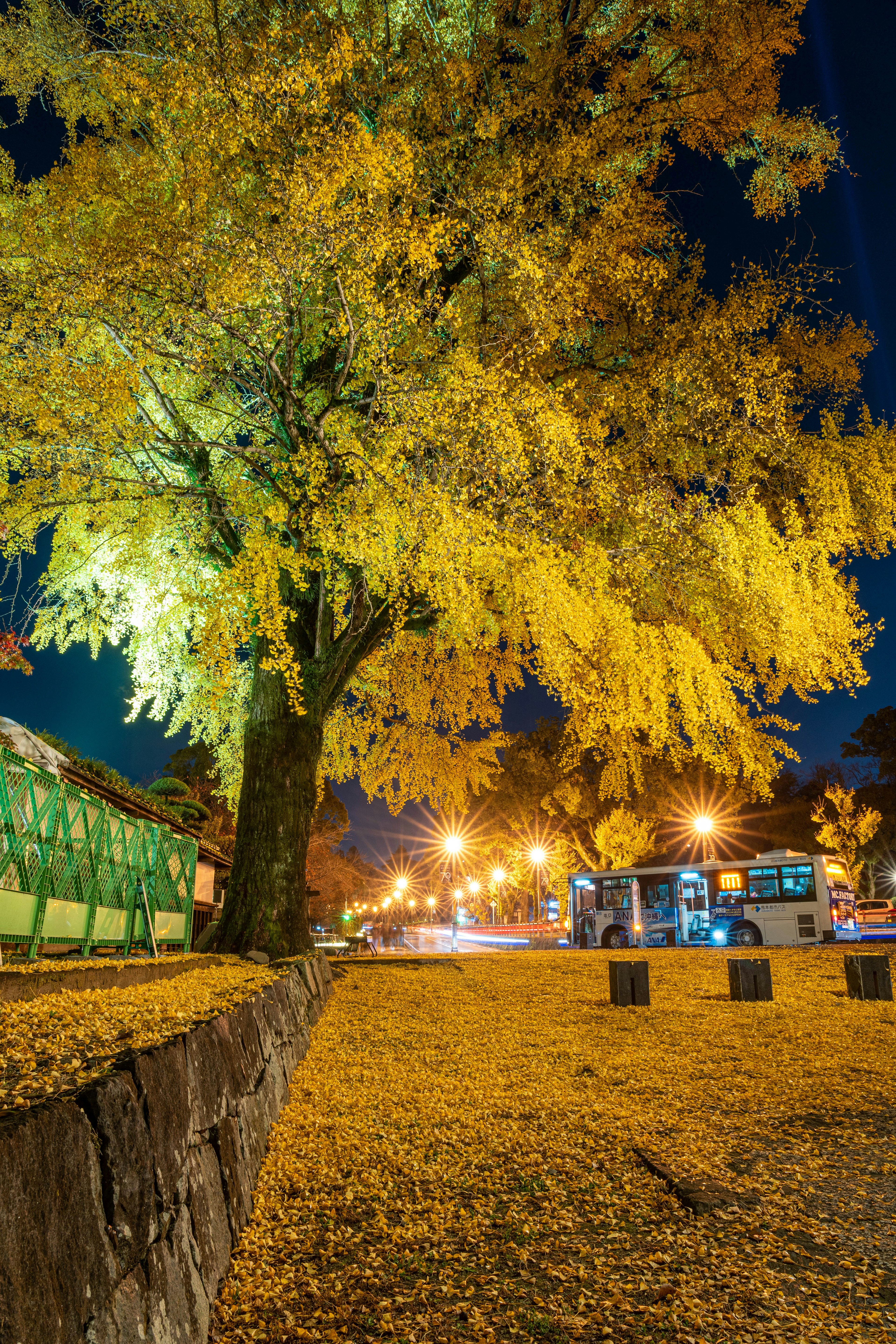 Un gran árbol amarillo iluminado por la noche con farolas al fondo