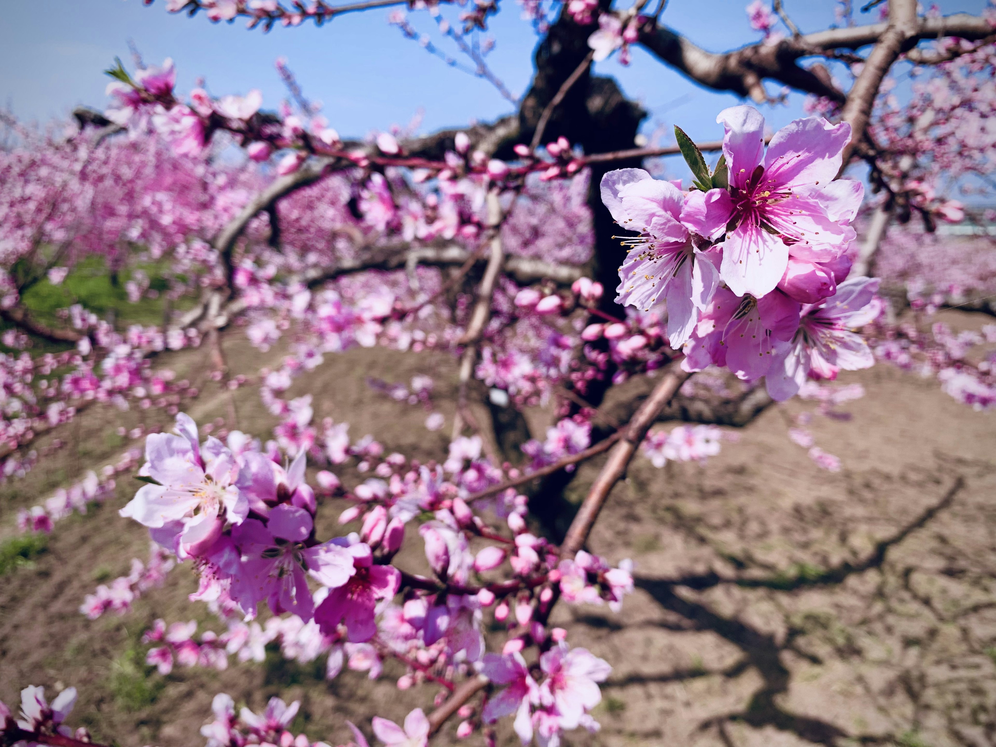 桜の木の近くに咲く美しいピンクの花々