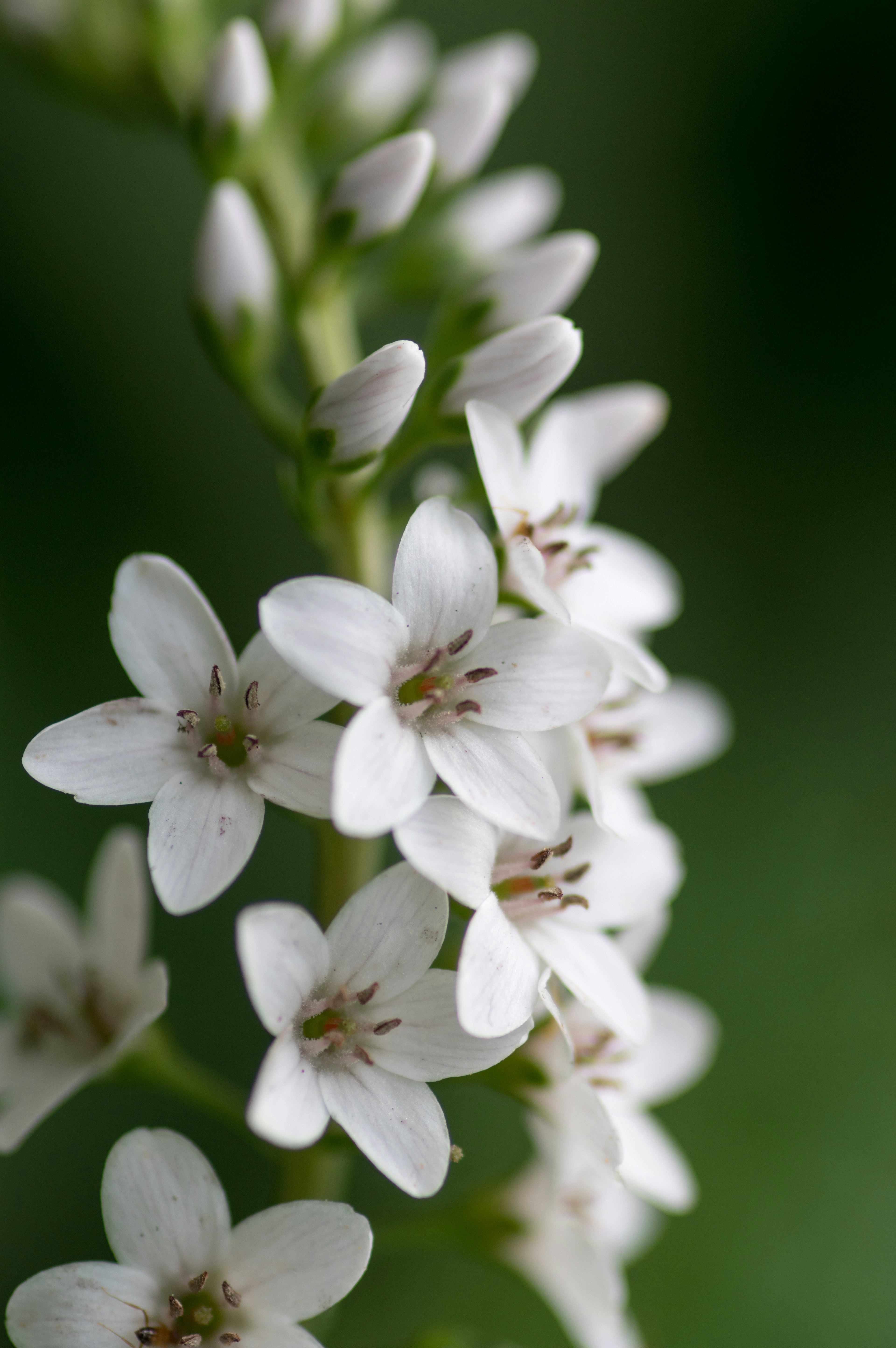 Gros plan de fleurs blanches délicates sur un fond vert