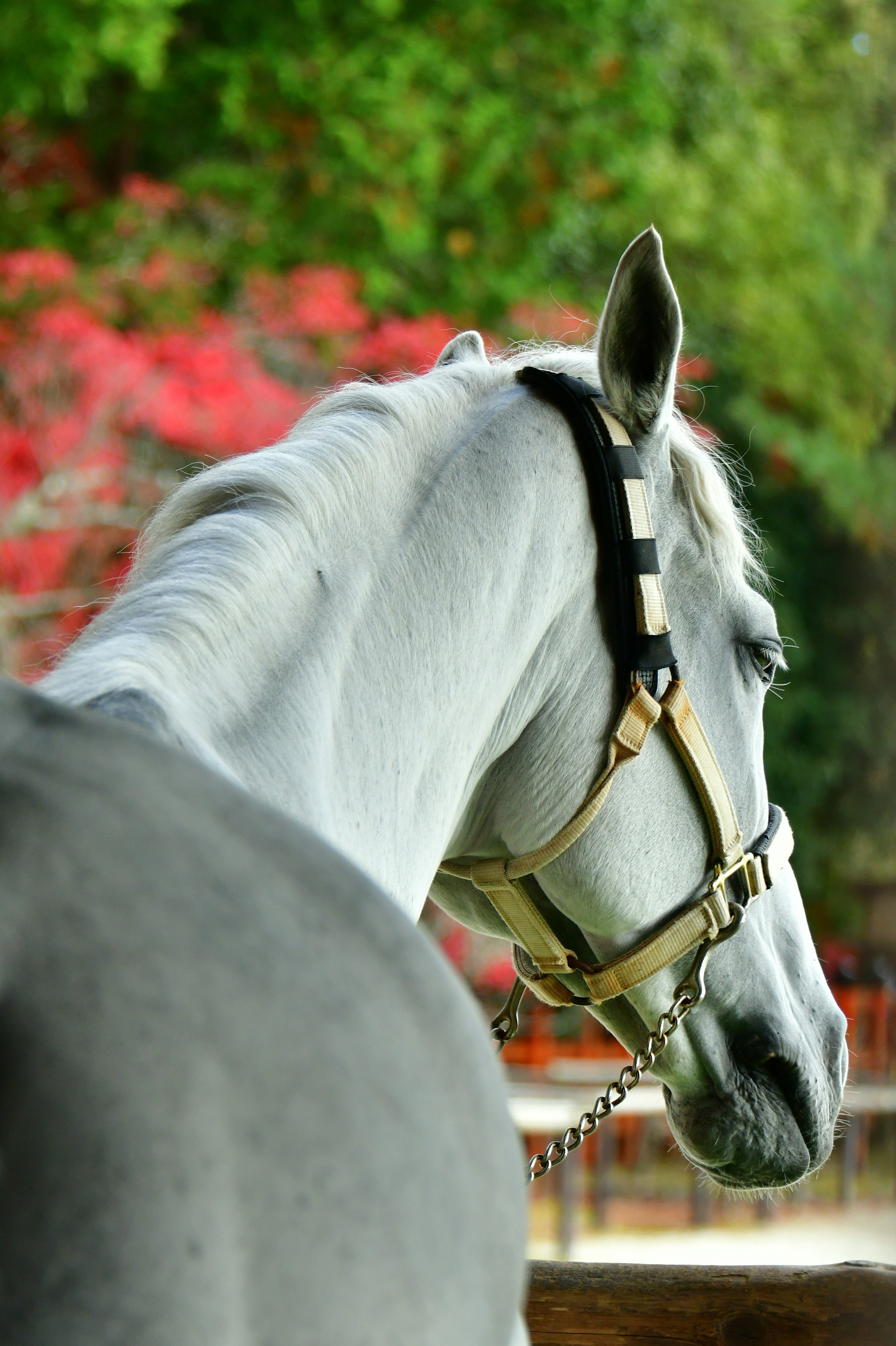 Perfil de un caballo blanco con follaje colorido al fondo