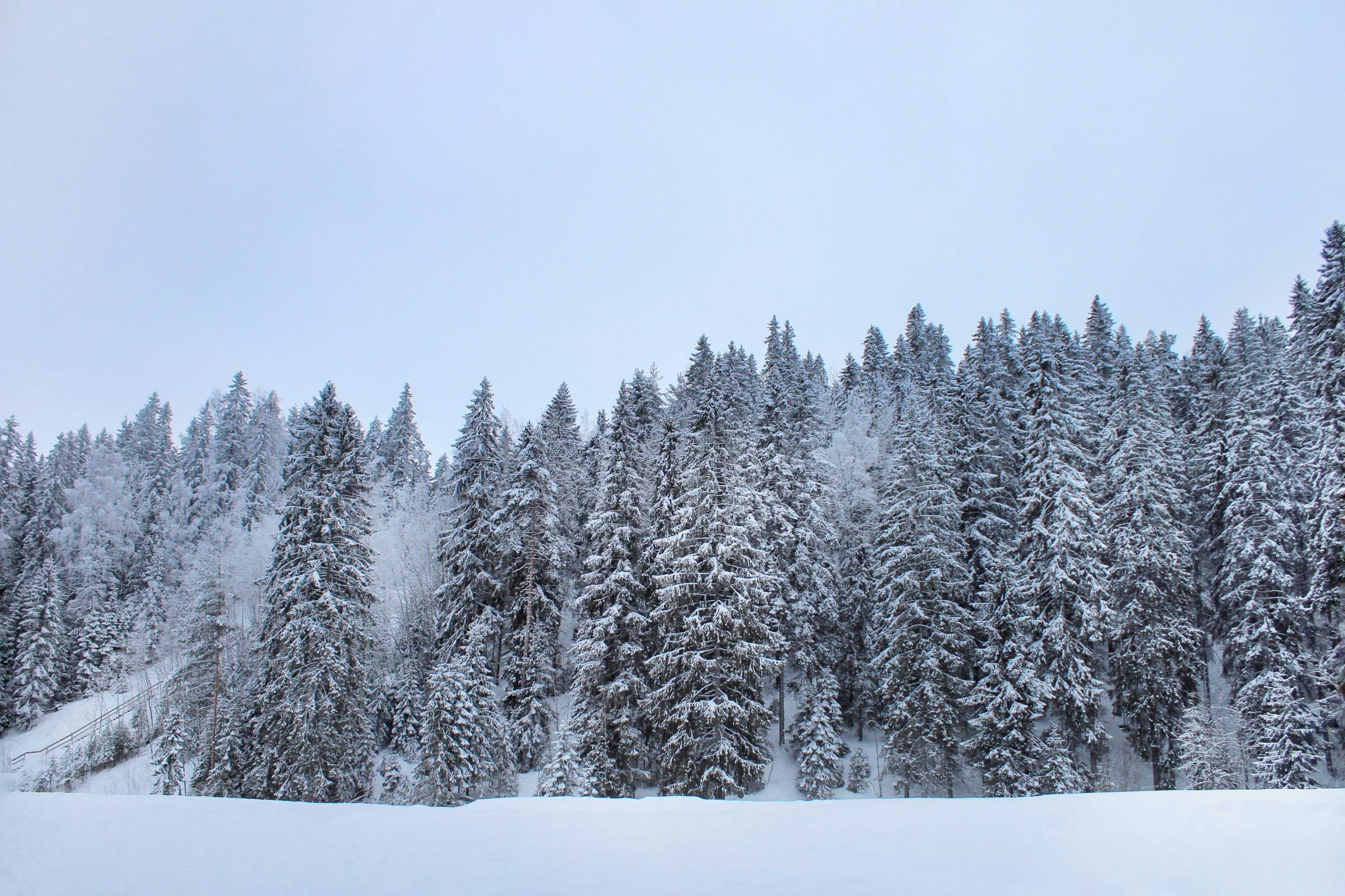 冬季风景，有一片被雪覆盖的树木森林