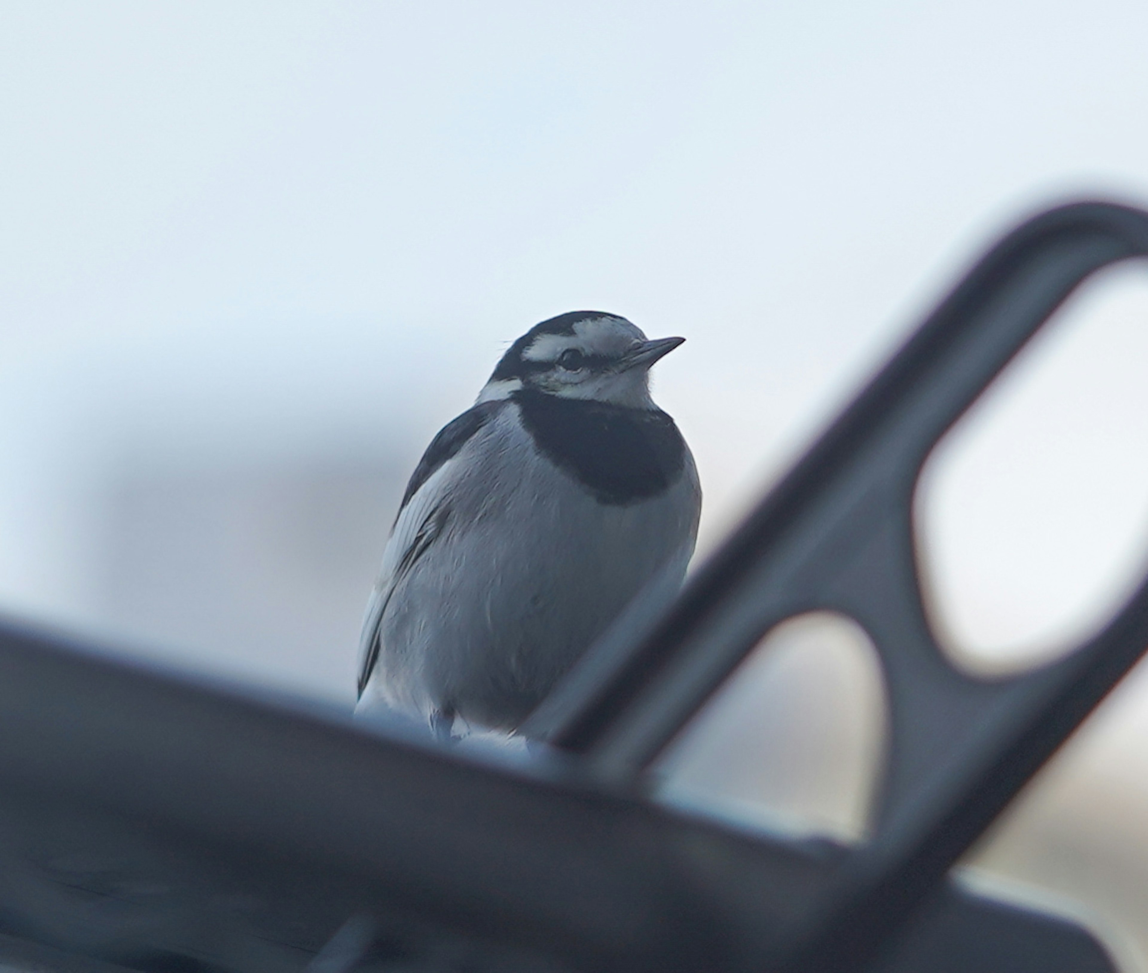 Oiseau noir et blanc perché sur un toit