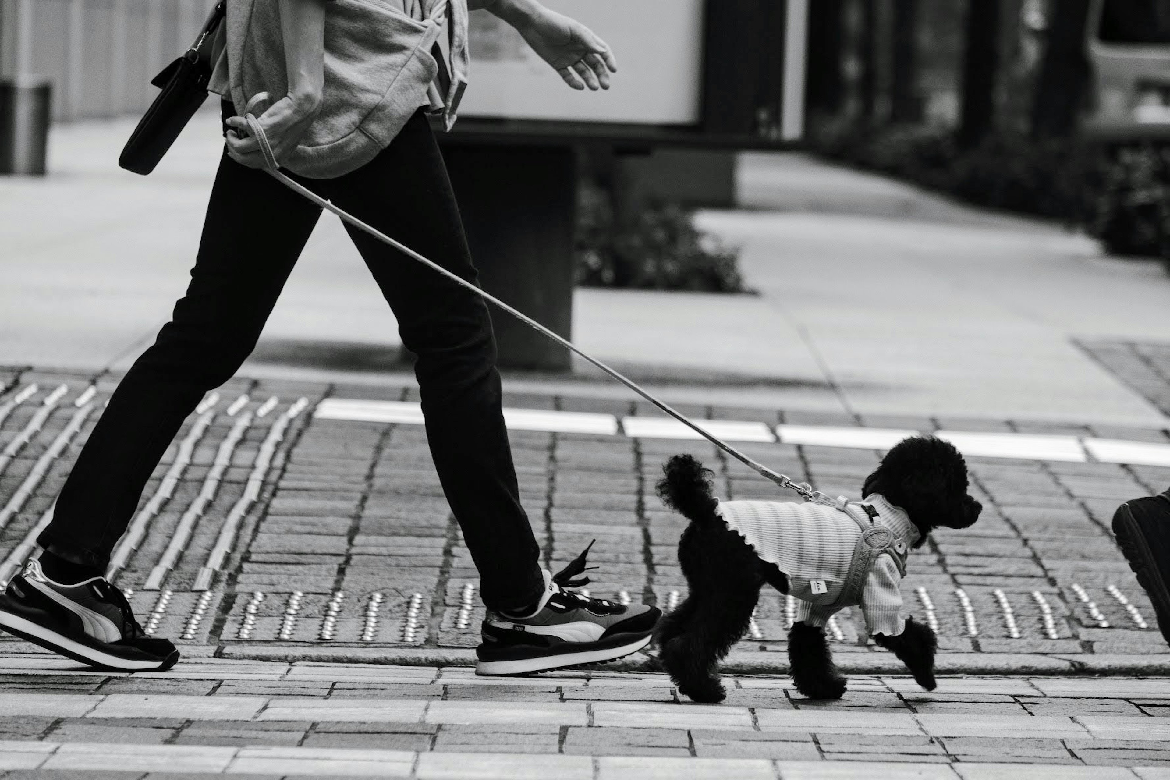 A person walking a small dog in a stylish outfit in black and white