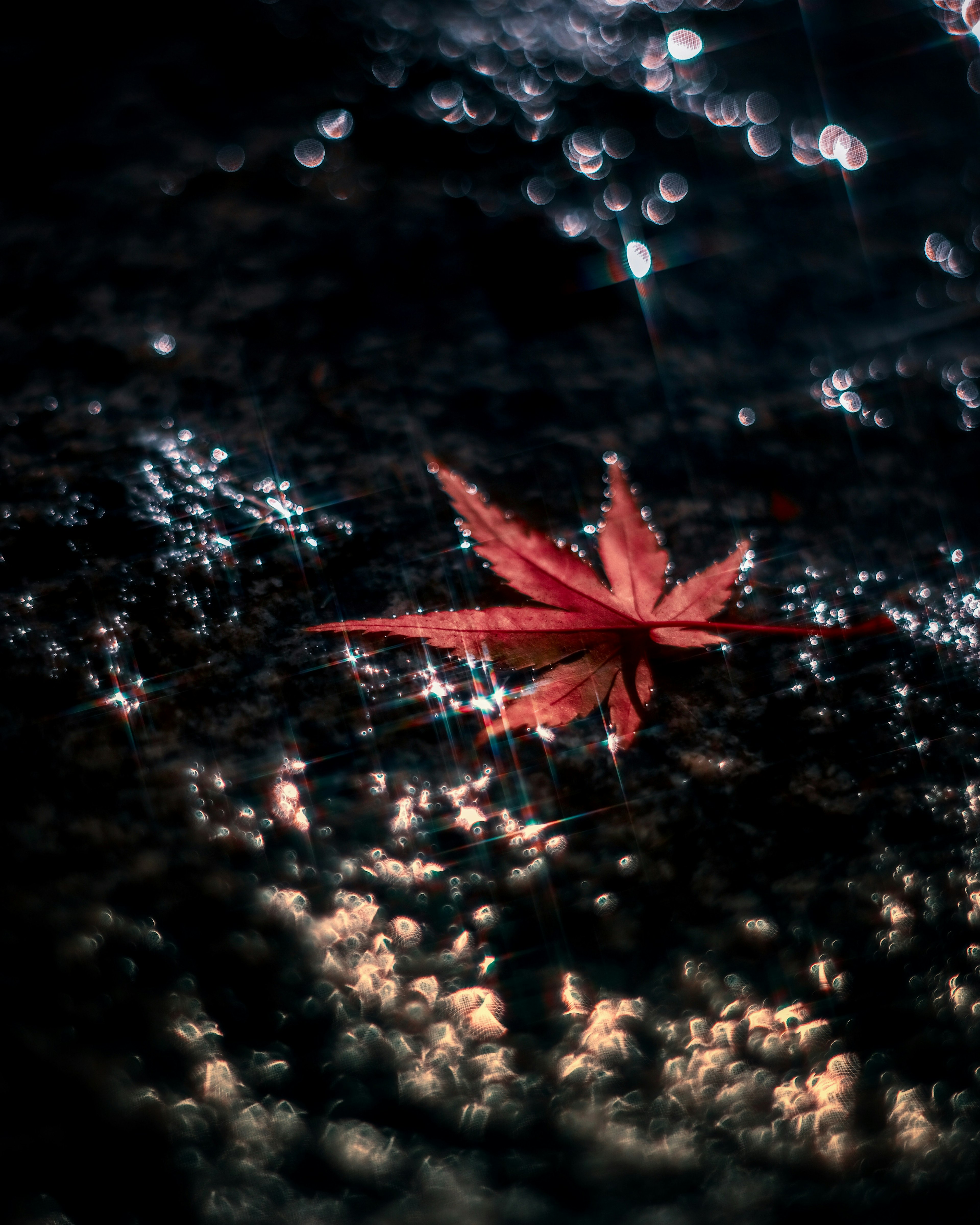 Hoja de arce roja flotando en el agua con reflejos de luz