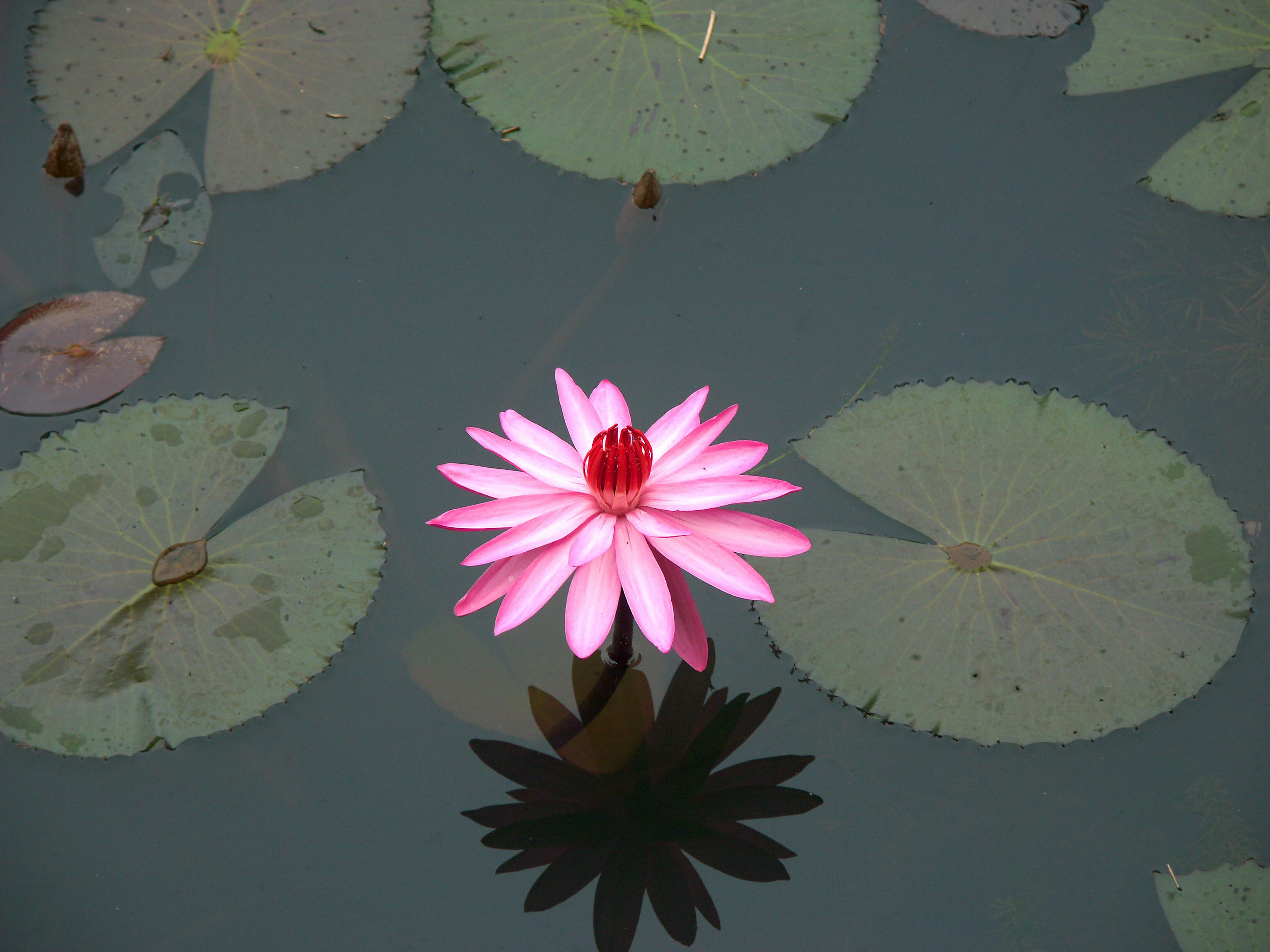 Un fiore di loto rosa che galleggia sull'acqua con foglie di ninfea