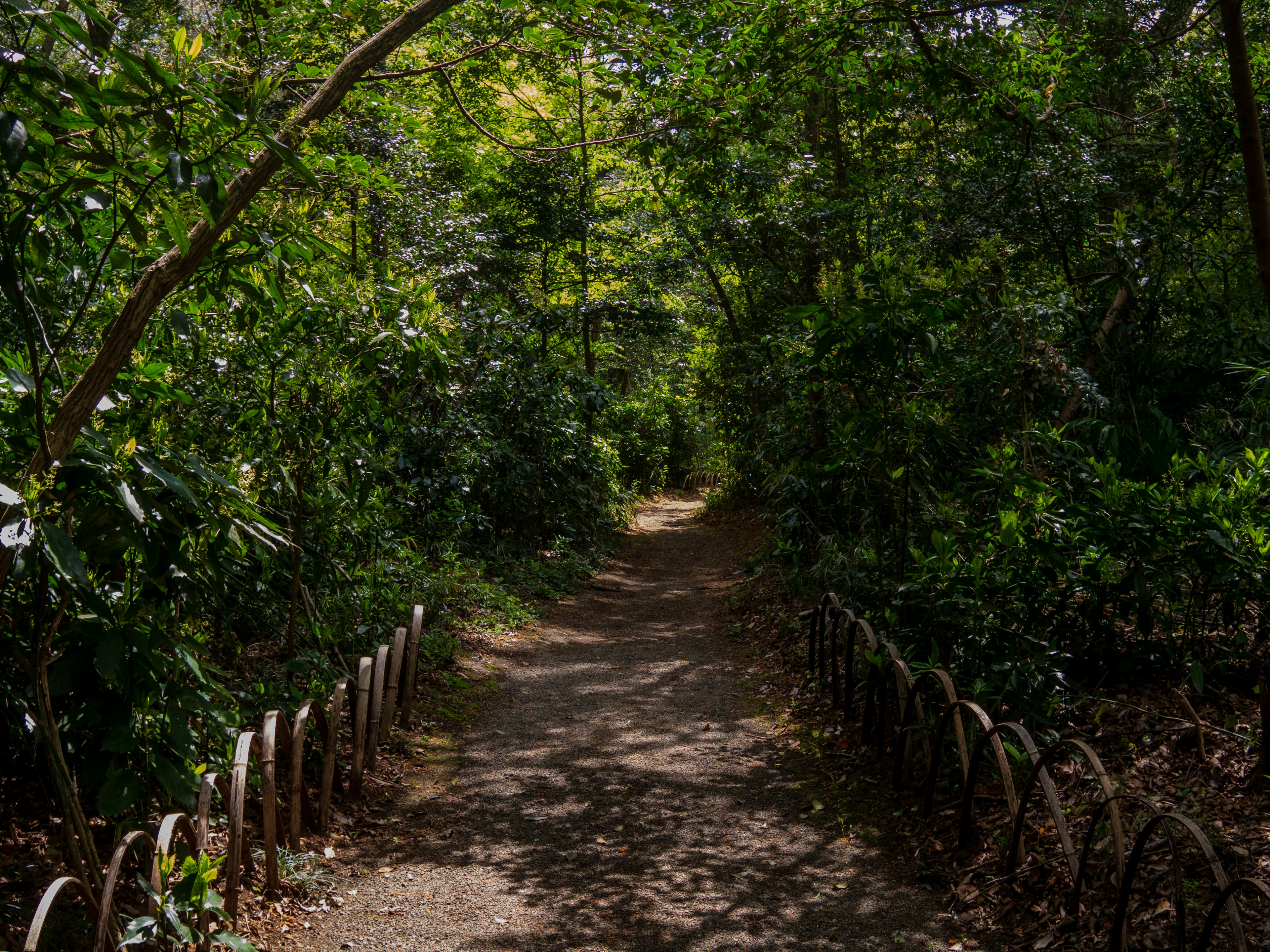 Un sentiero panoramico circondato da verde lussureggiante e alberi