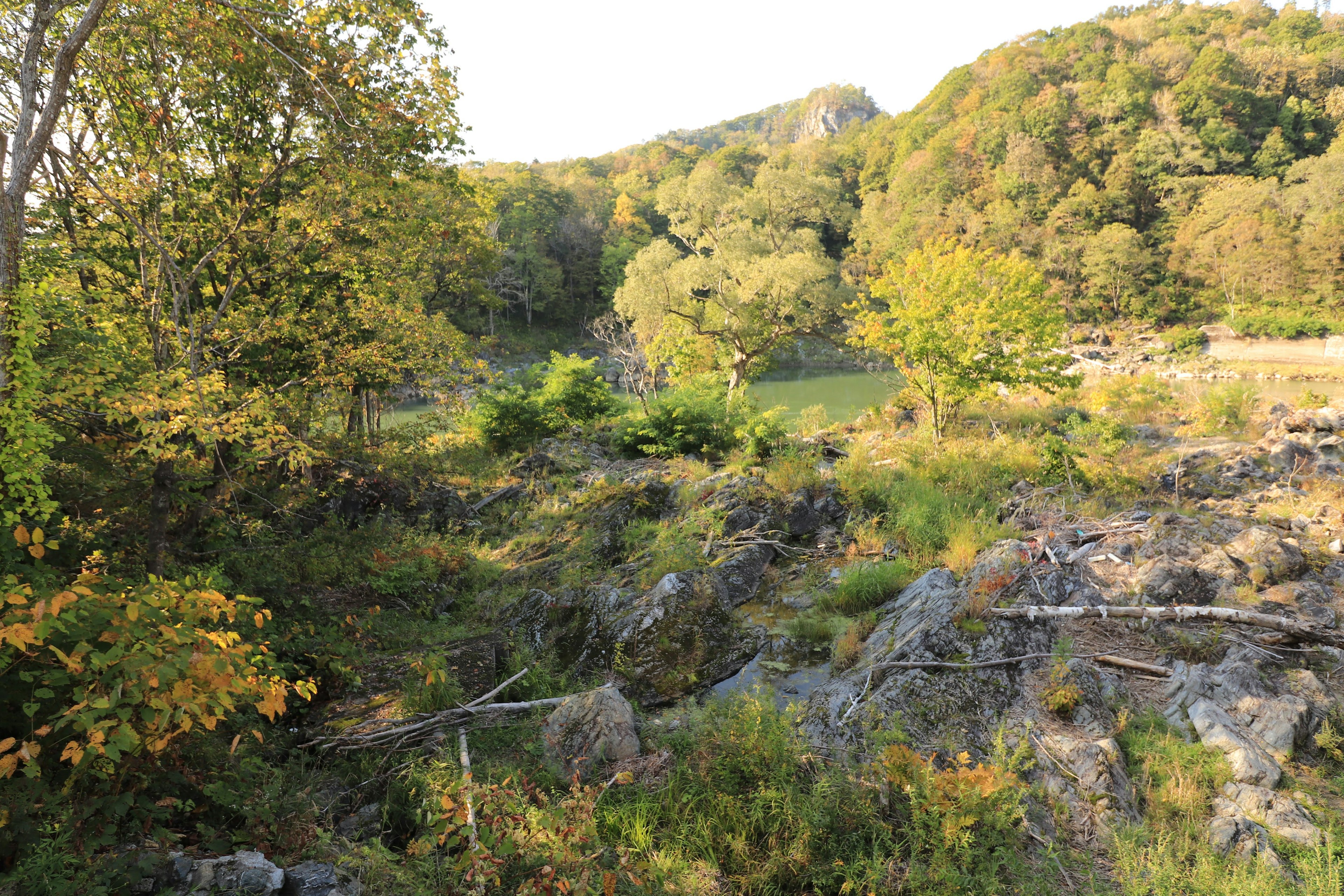 Forêt luxuriante et paysage rocheux avec des arbres changeant de couleur sous un doux soleil