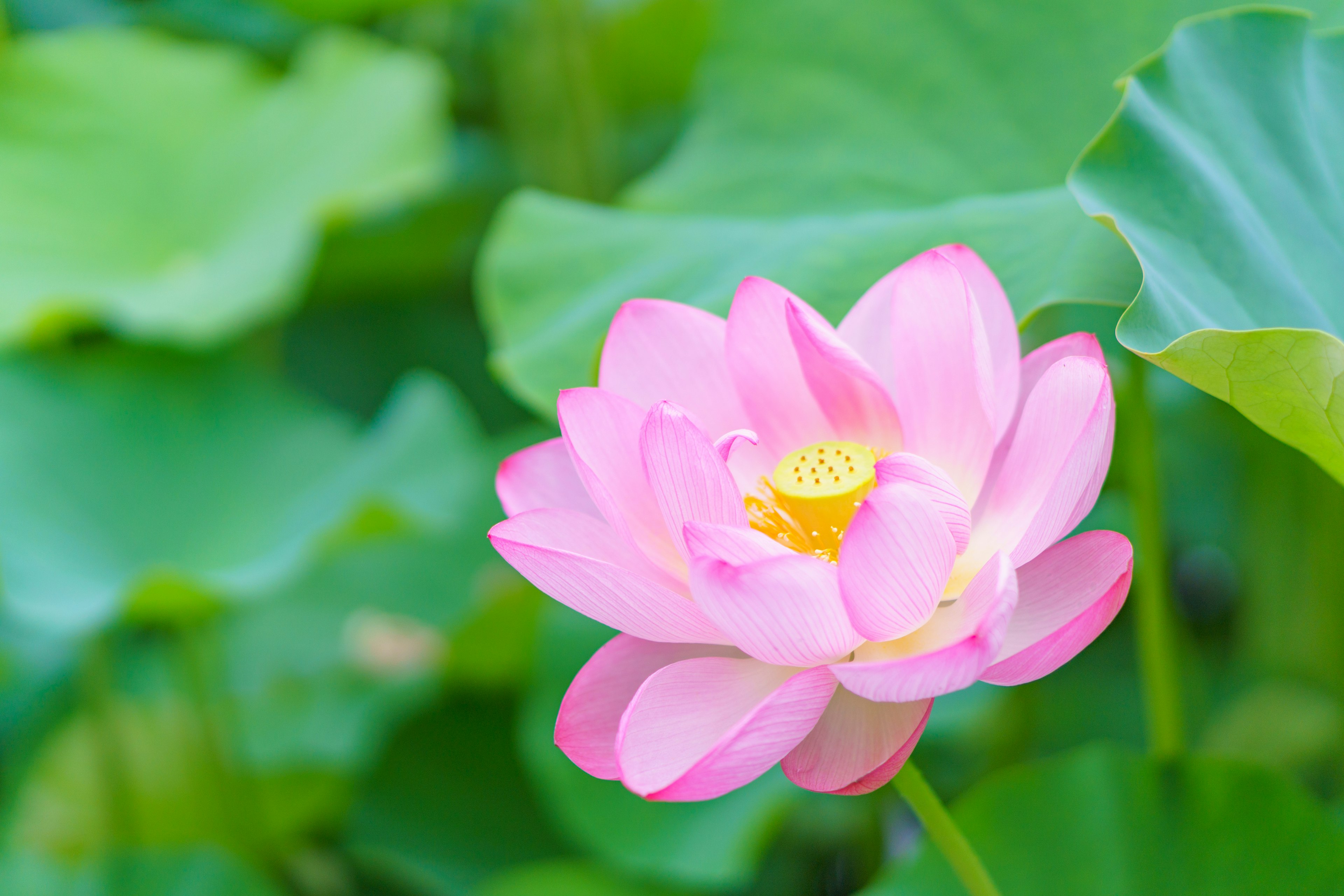 A beautiful pink lotus flower blooming among green leaves