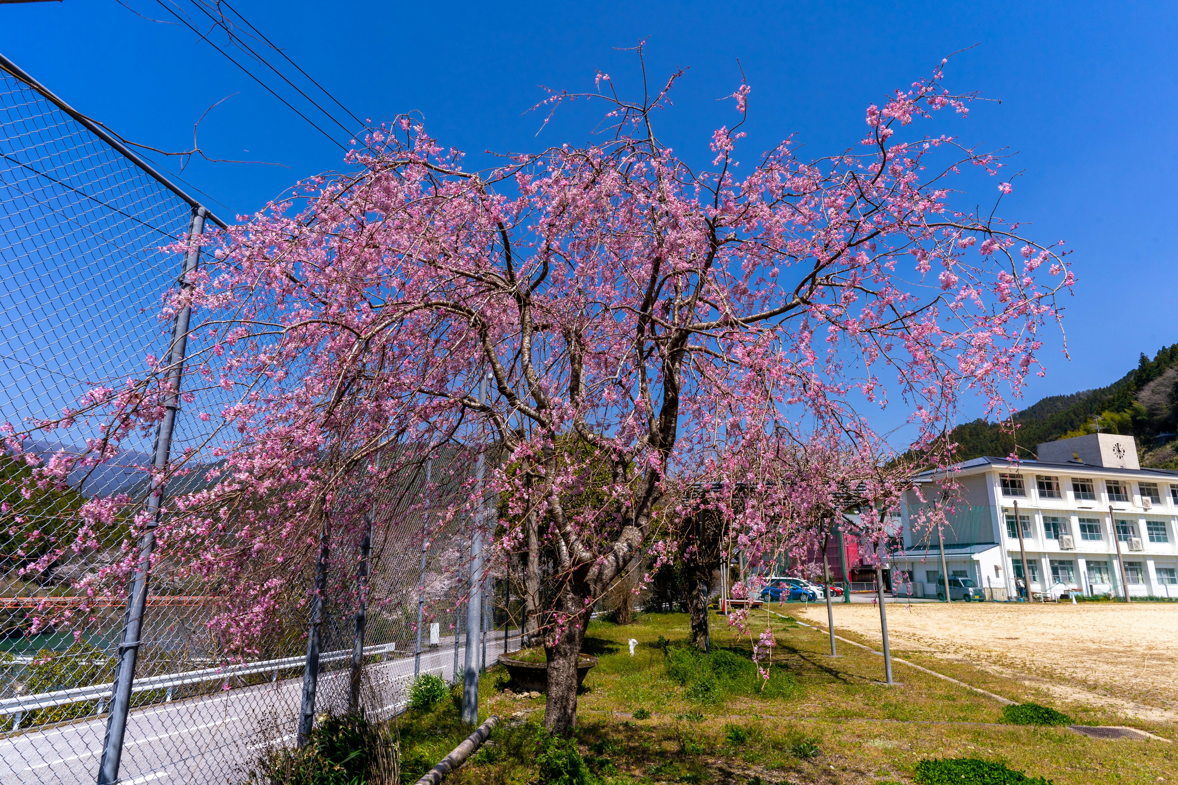 Arbre de cerisier avec des fleurs roses contre un ciel bleu bâtiment scolaire en arrière-plan