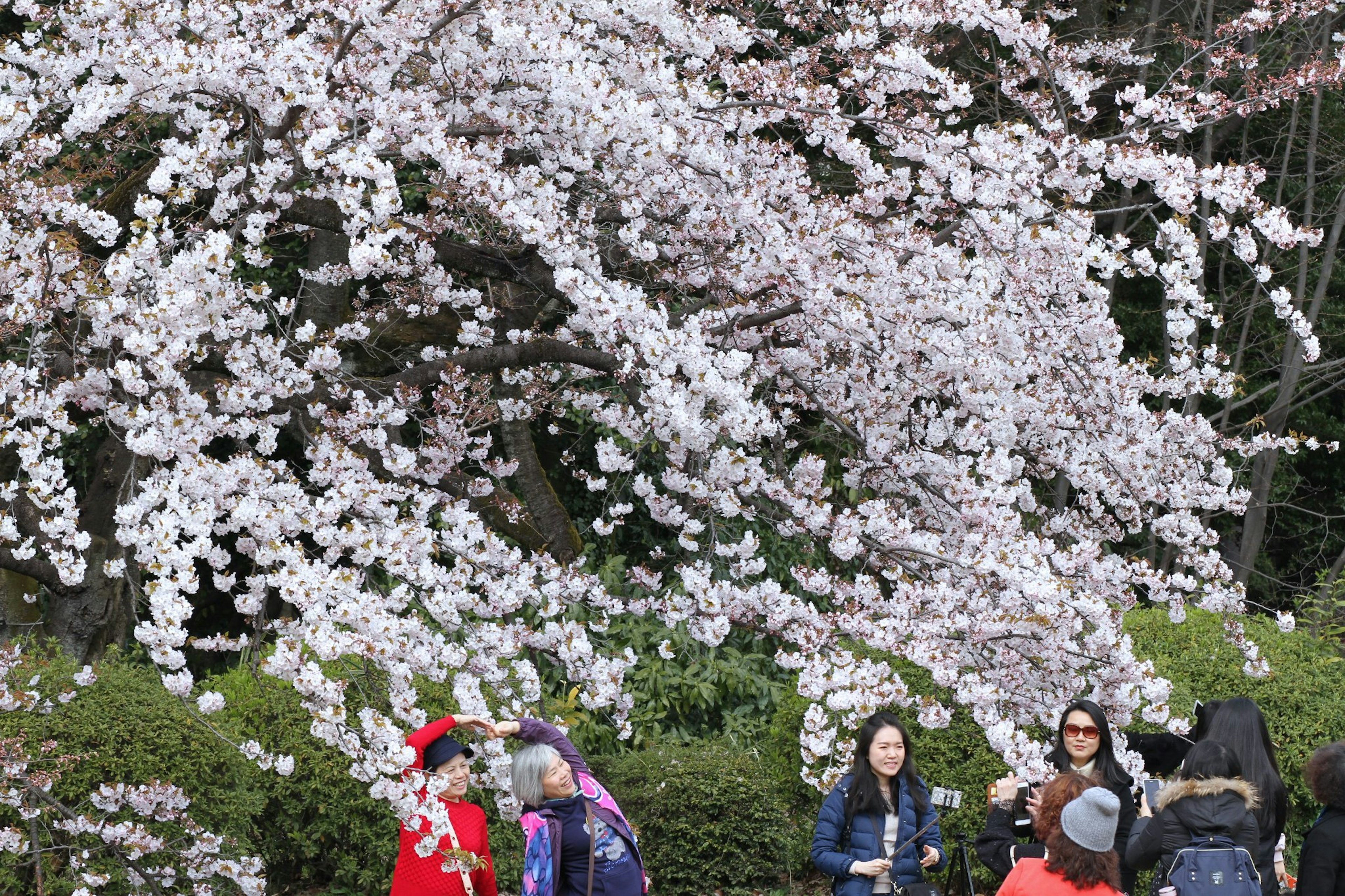 Des gens rassemblés sous un cerisier en fleurs