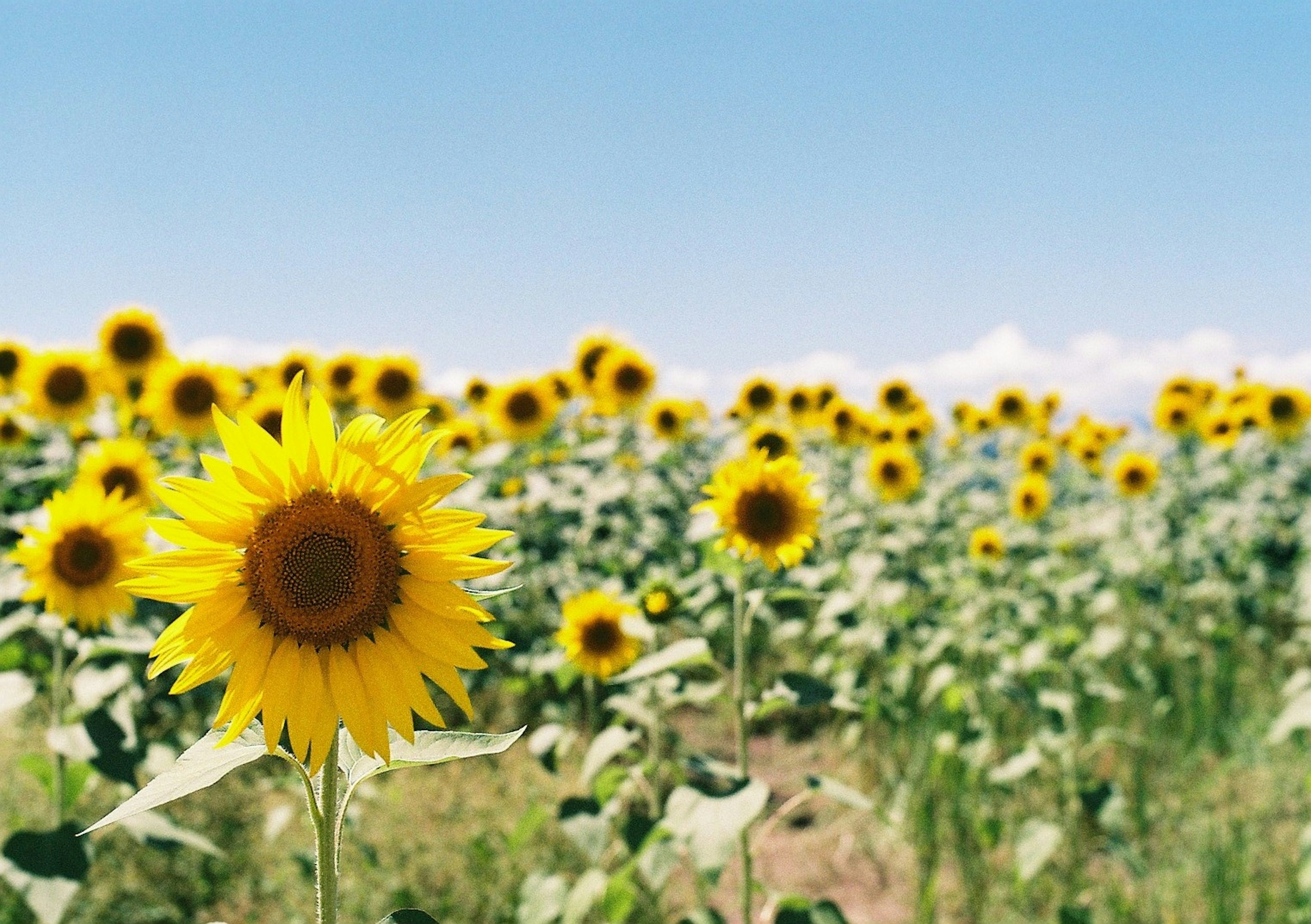 青空の下に広がるひまわり畑の鮮やかな黄色の花