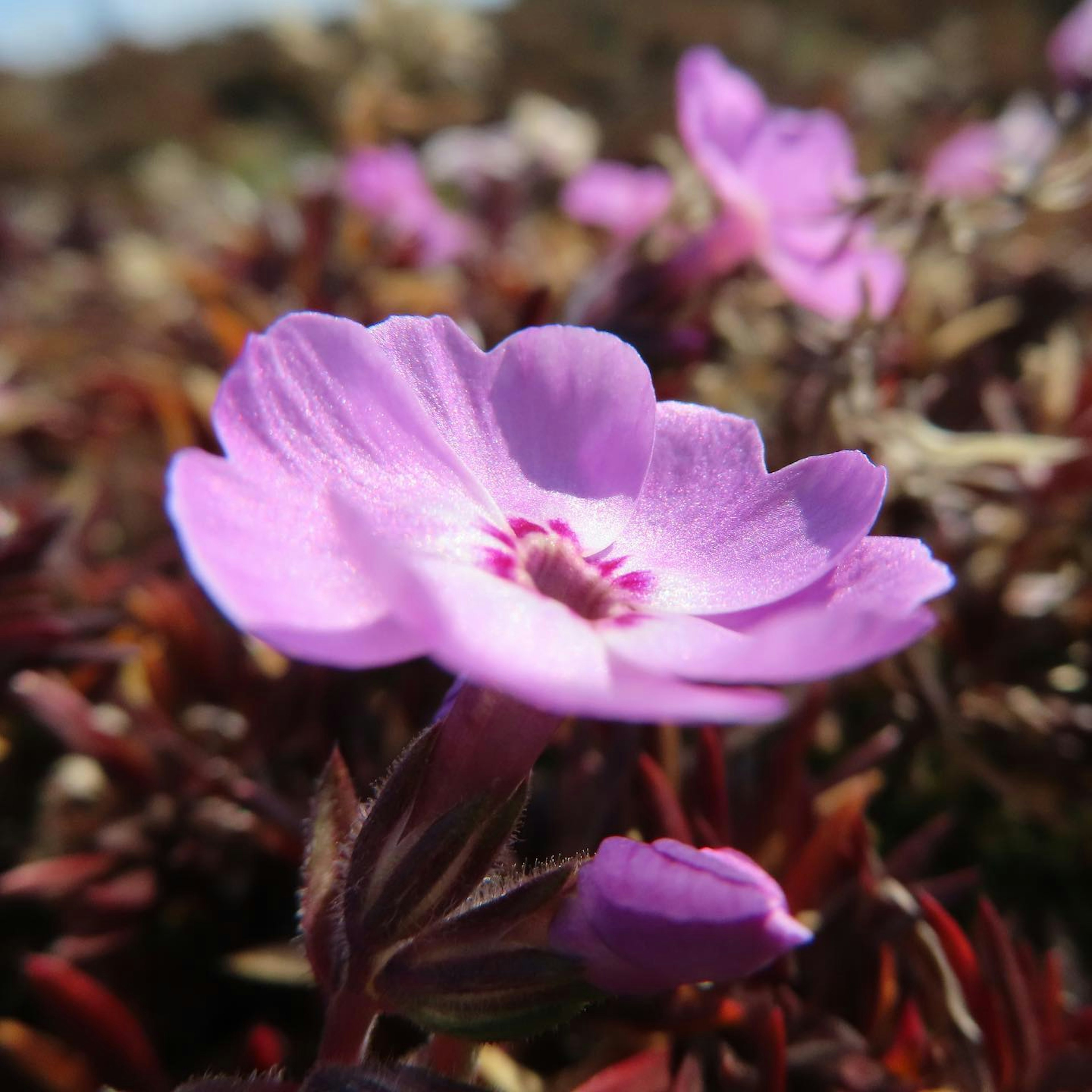 Fiore viola vibrante con foglie rosse sullo sfondo