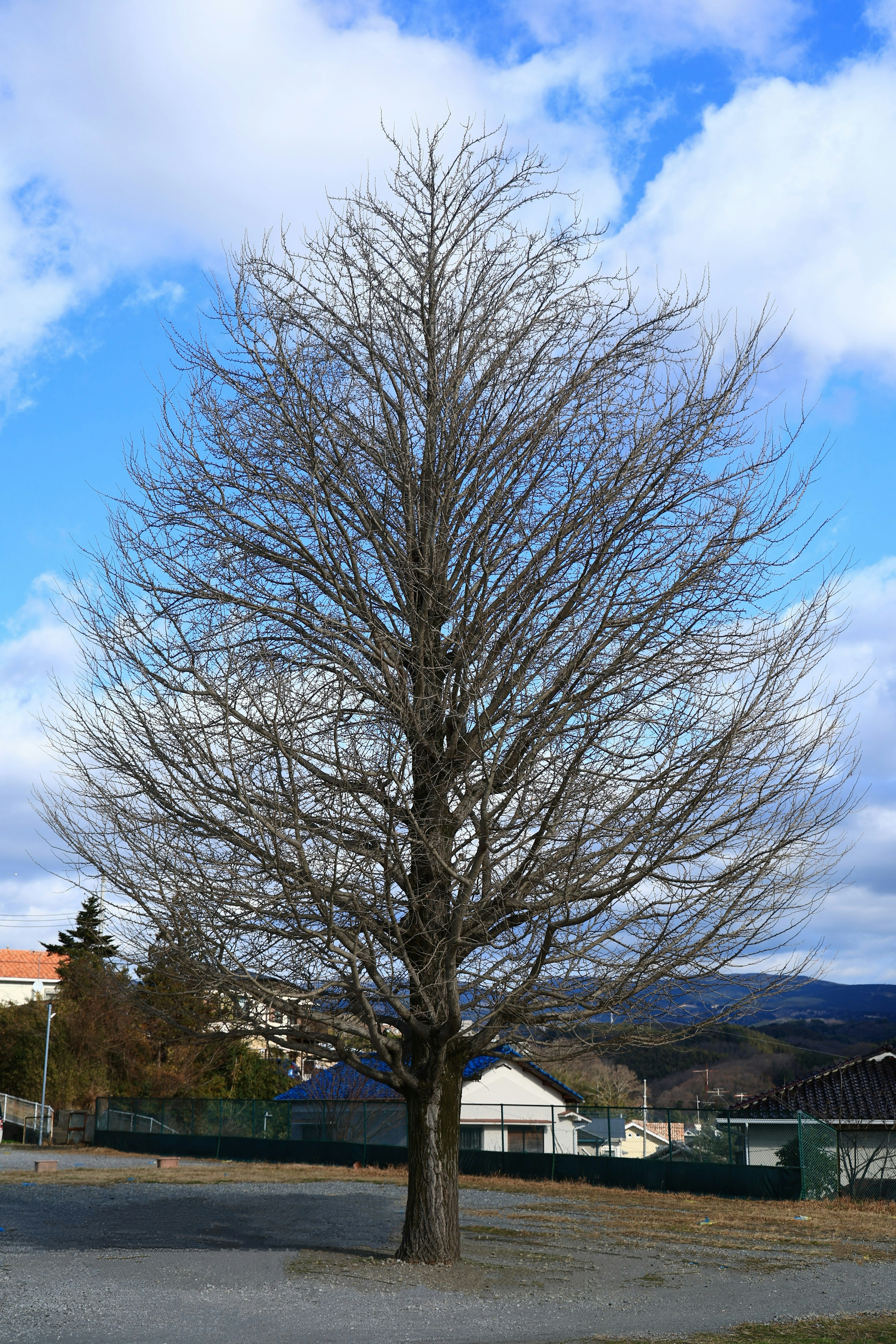 Arbre nu en hiver contre un ciel bleu