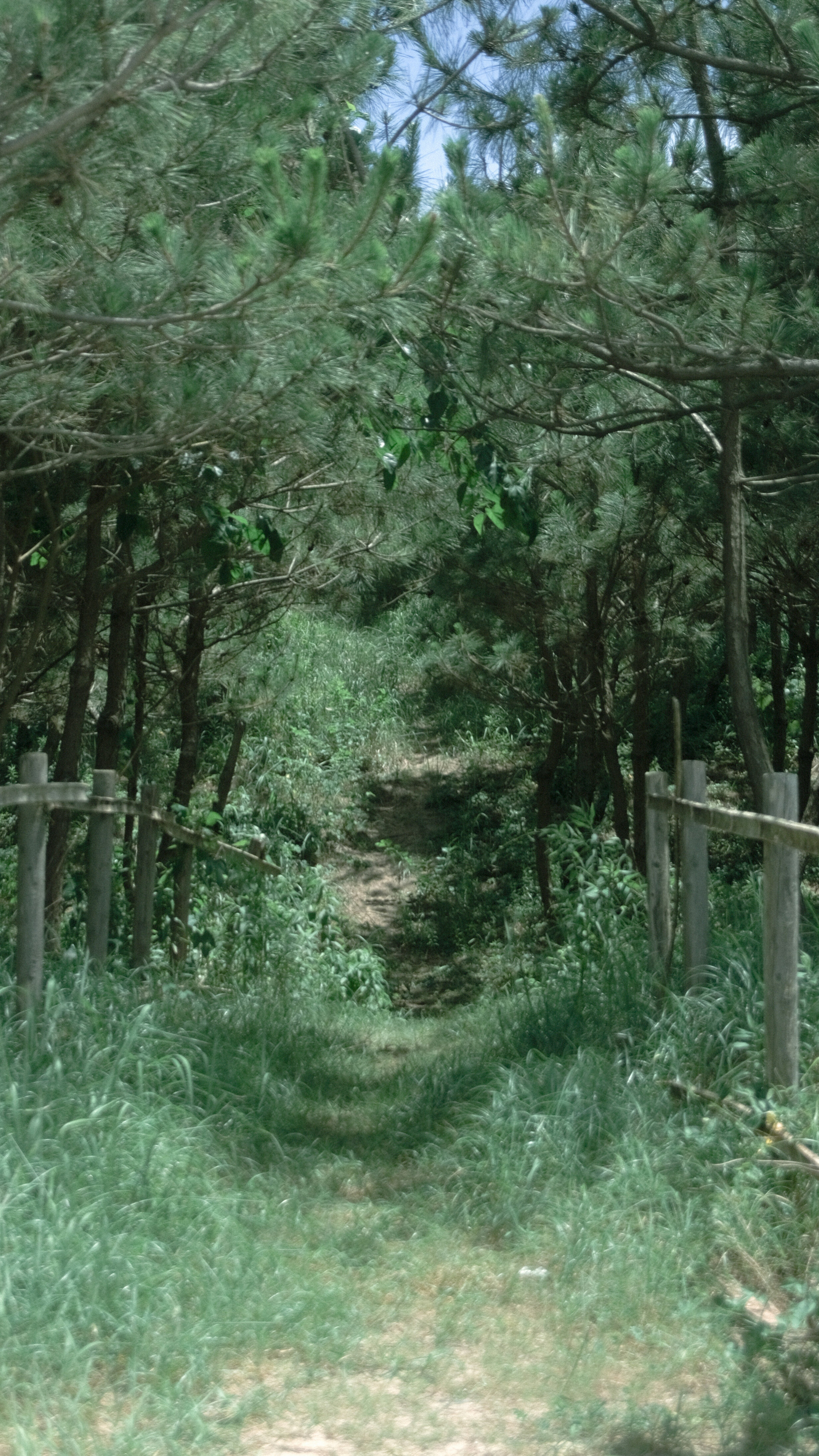 緑の木々に囲まれた小道が続いている風景