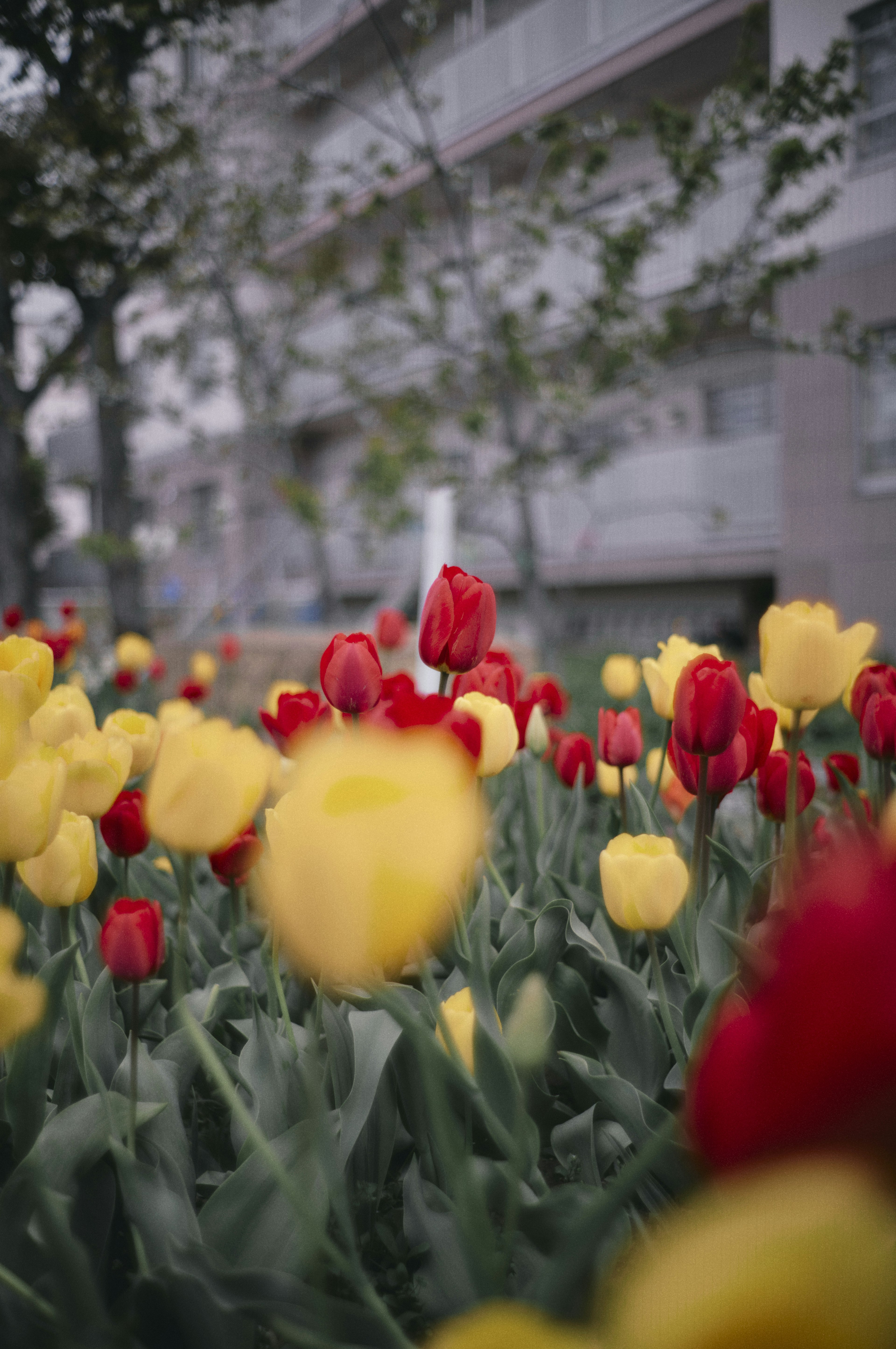 A park scene featuring blooming red and yellow tulips